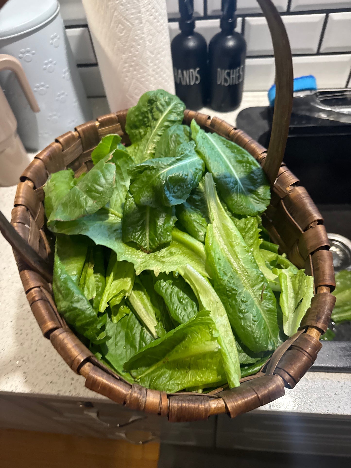 Grand Rapids Lettuce Seedling