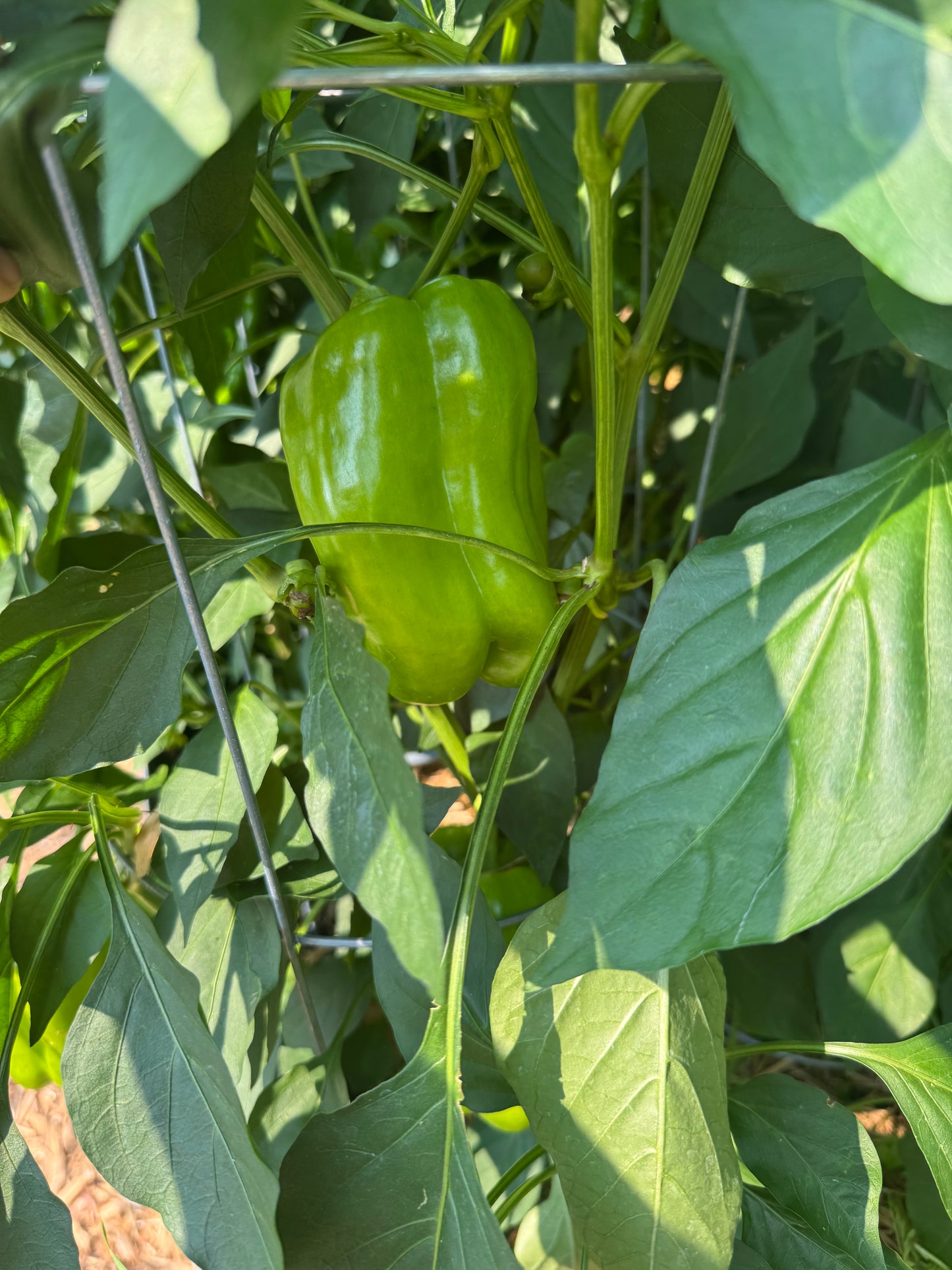 Orange Bell Pepper Seedling