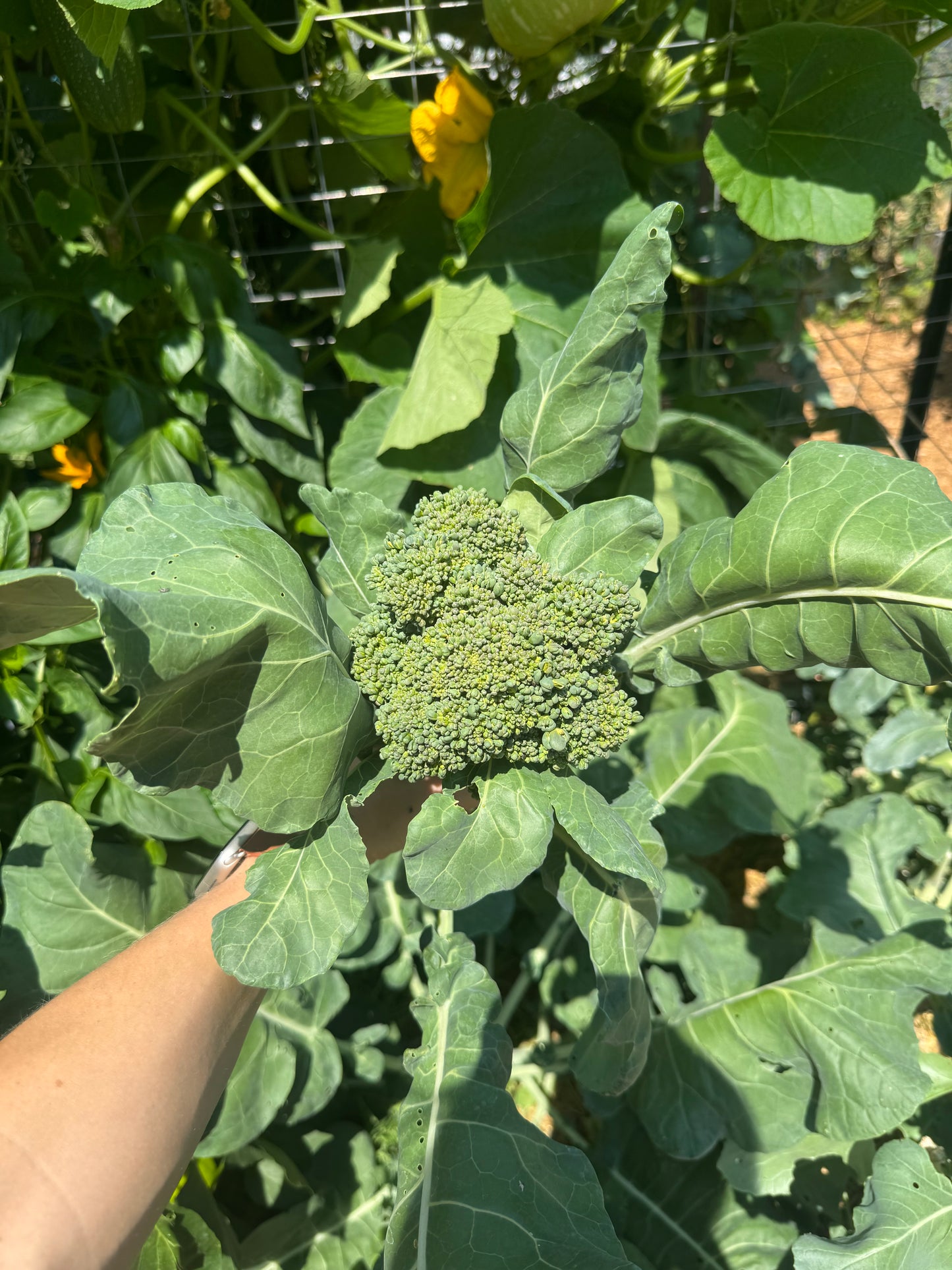 Waltham 29 Broccoli Seedling