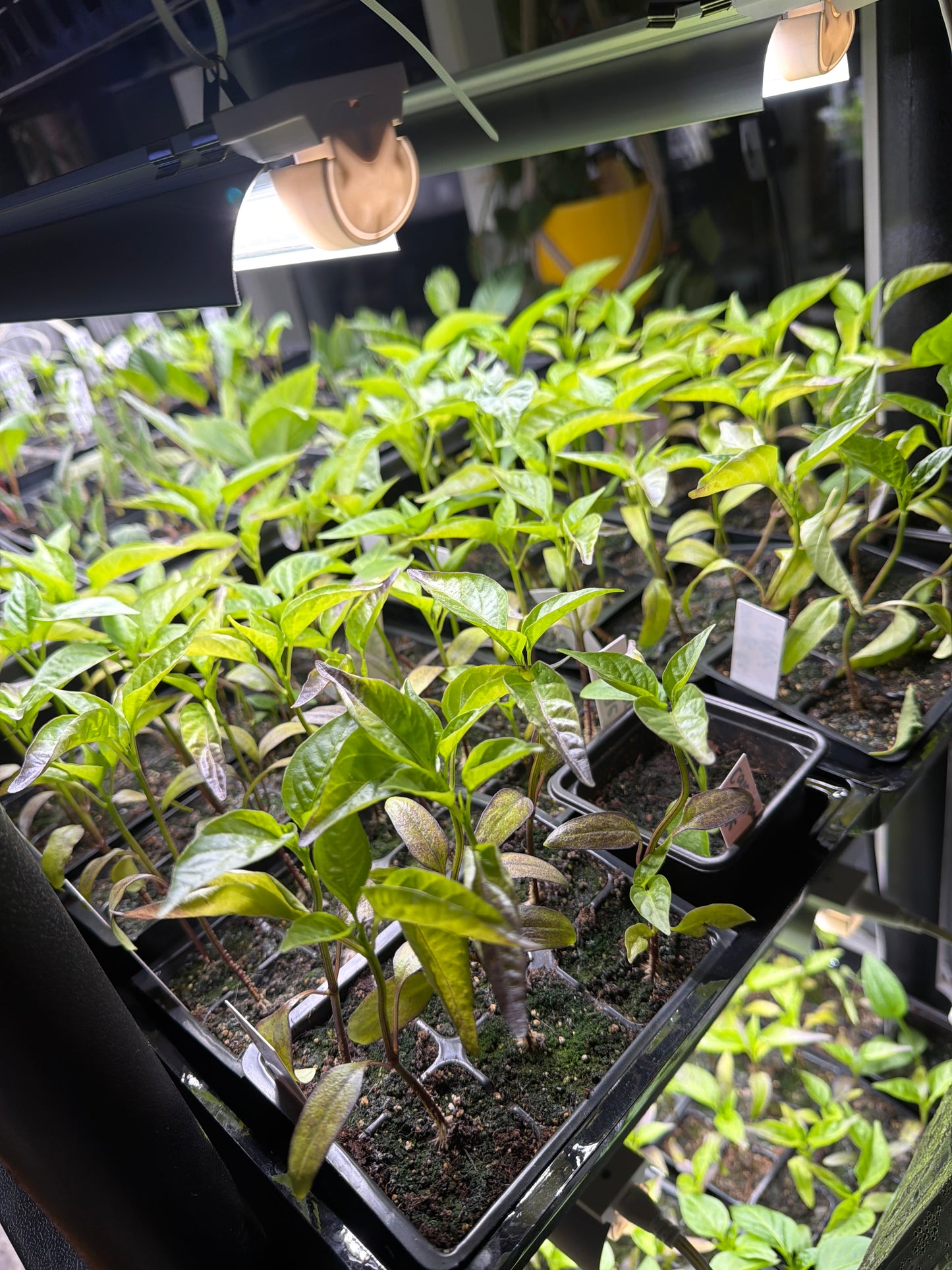 Orange Bell Pepper Seedling