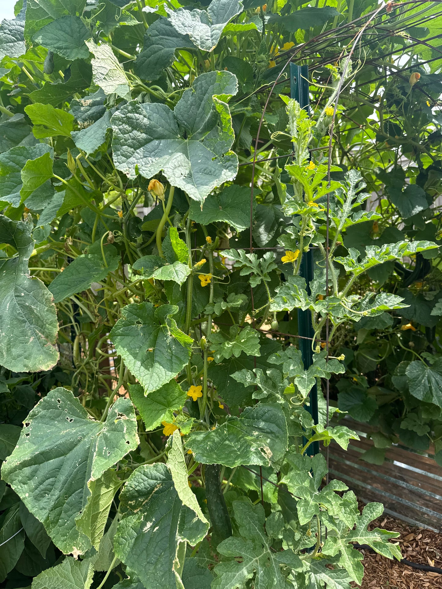 Shintowika Cucumber Seedling