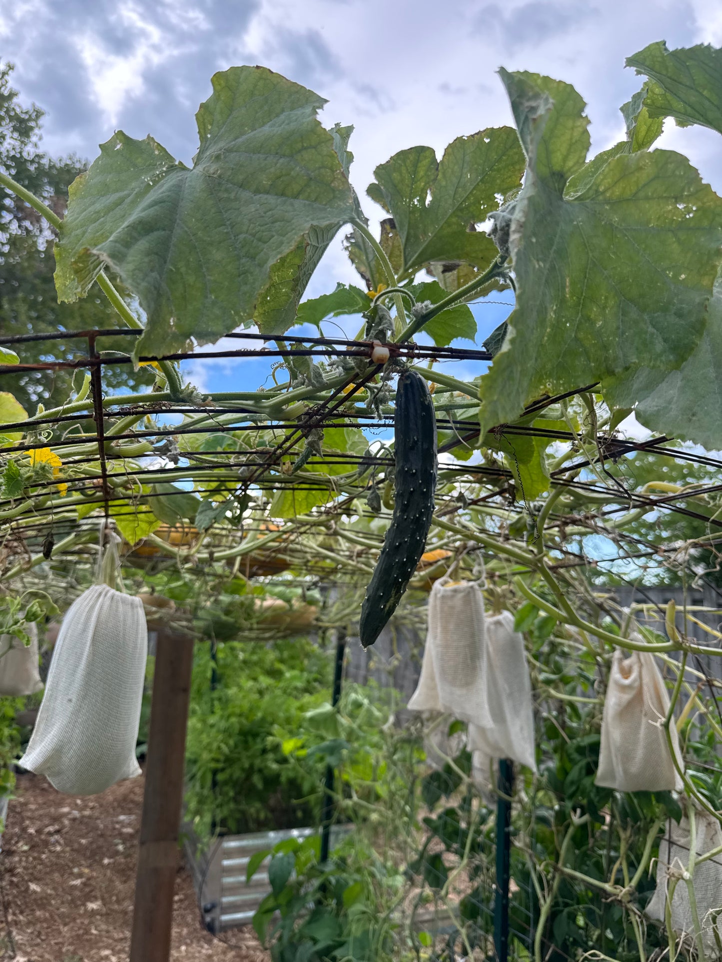 Shintowika Cucumber Seedling