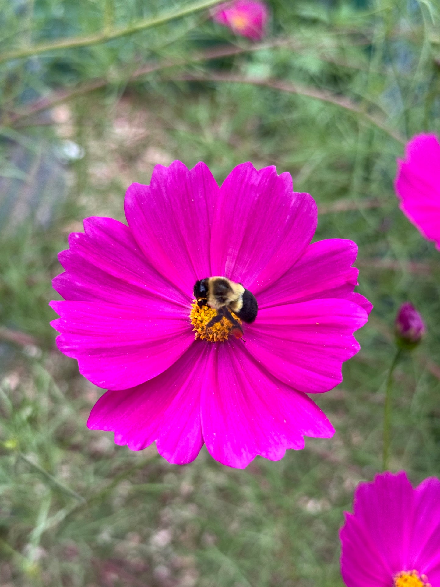 Versailles Mix Cosmos Seedling