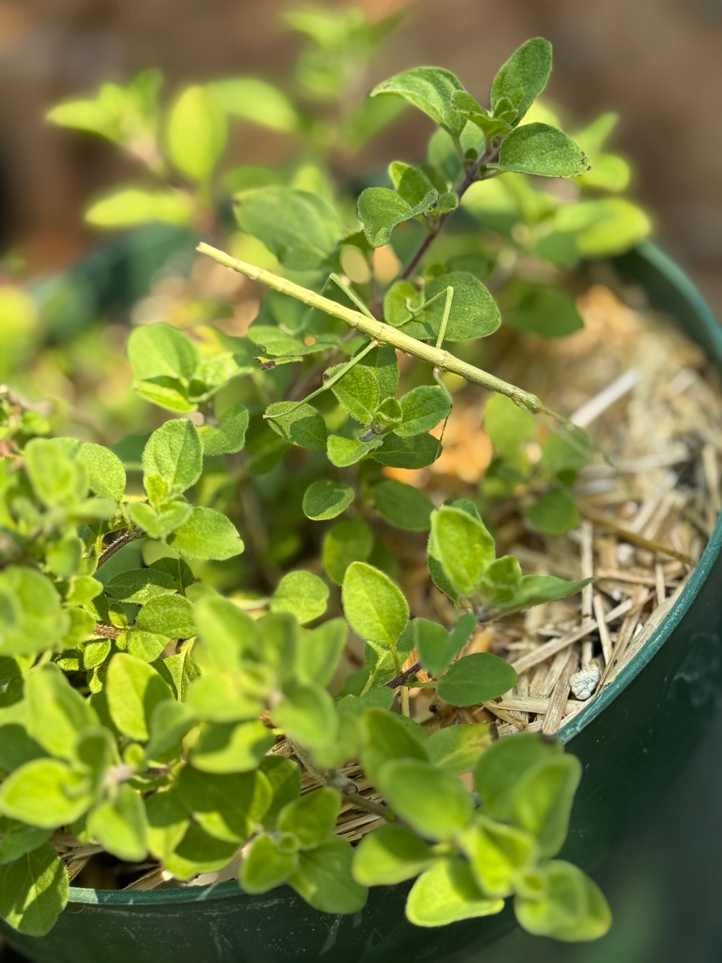 Oregano Seedling