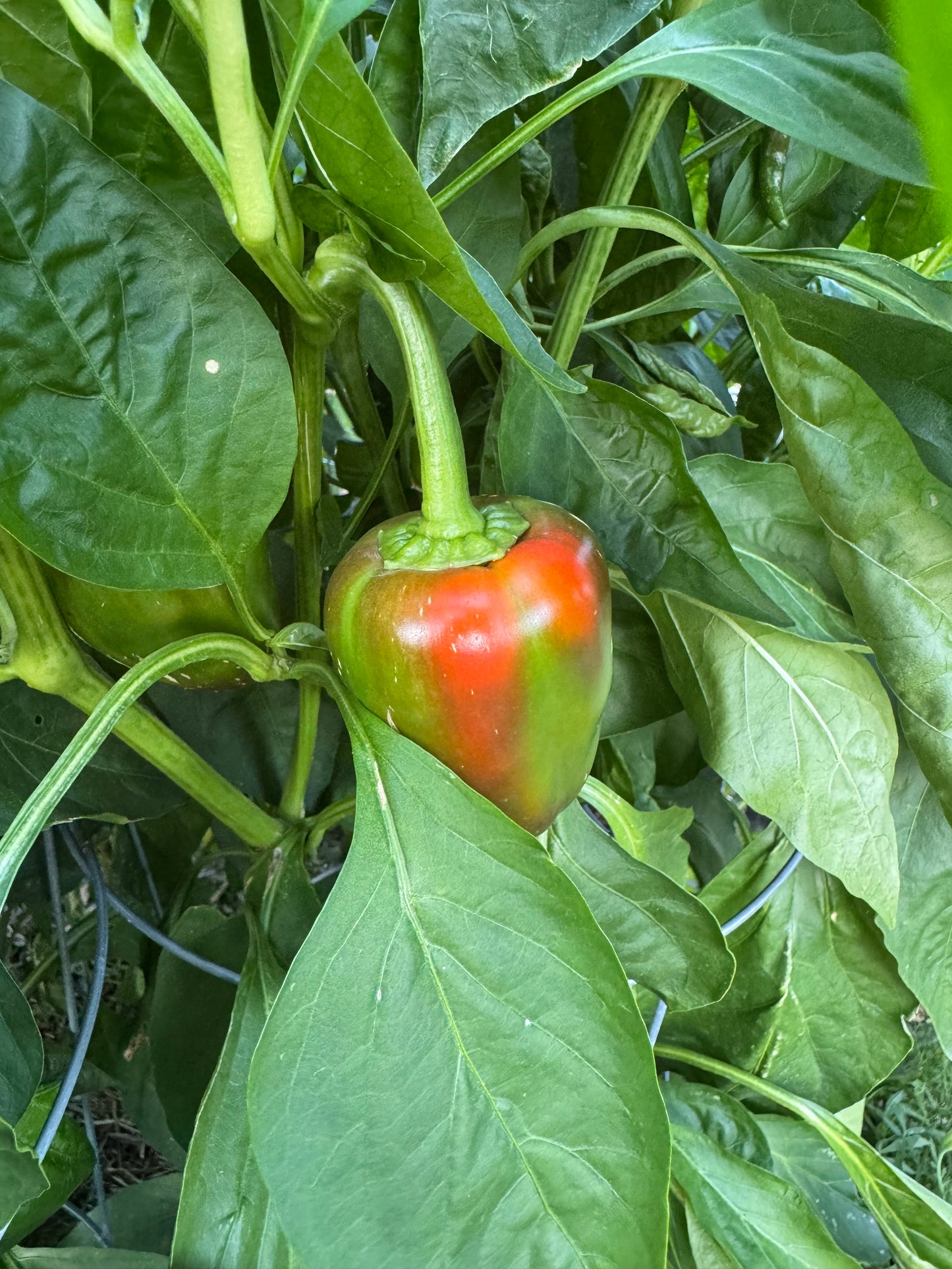 Pimento Pepper Seedling
