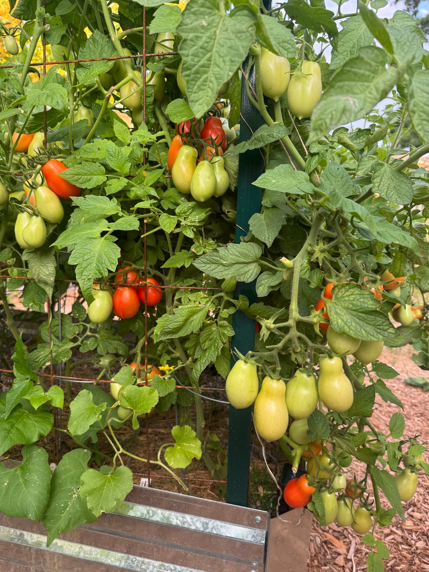 Roma Tomato Seedling
