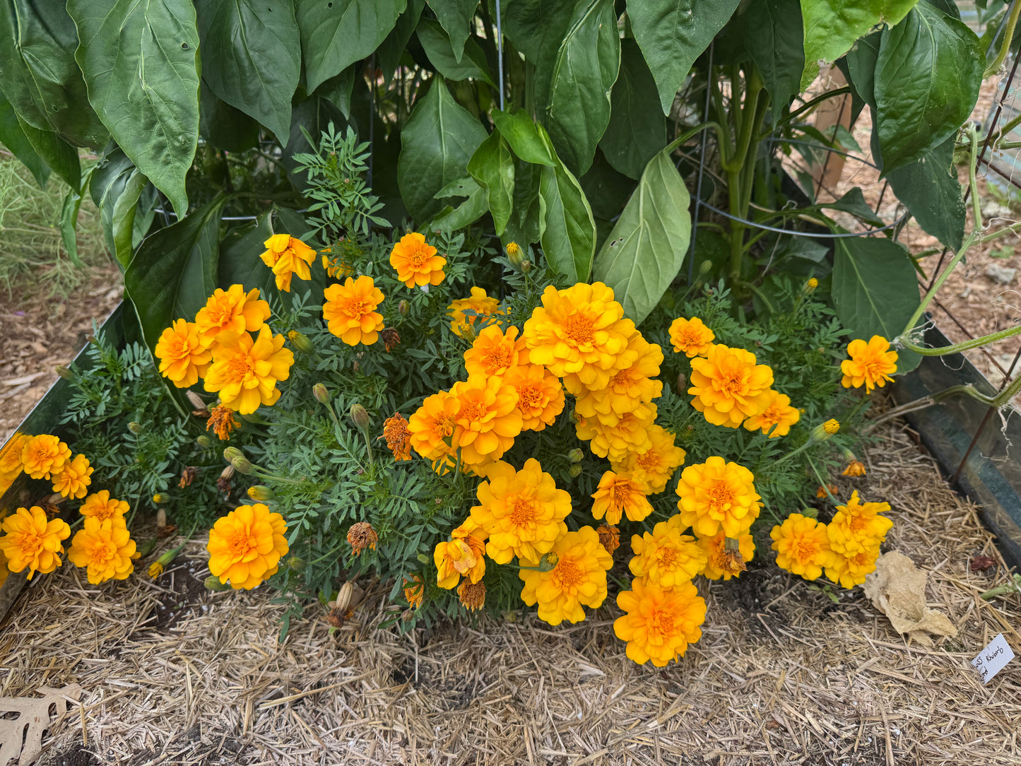Marigold Seedling