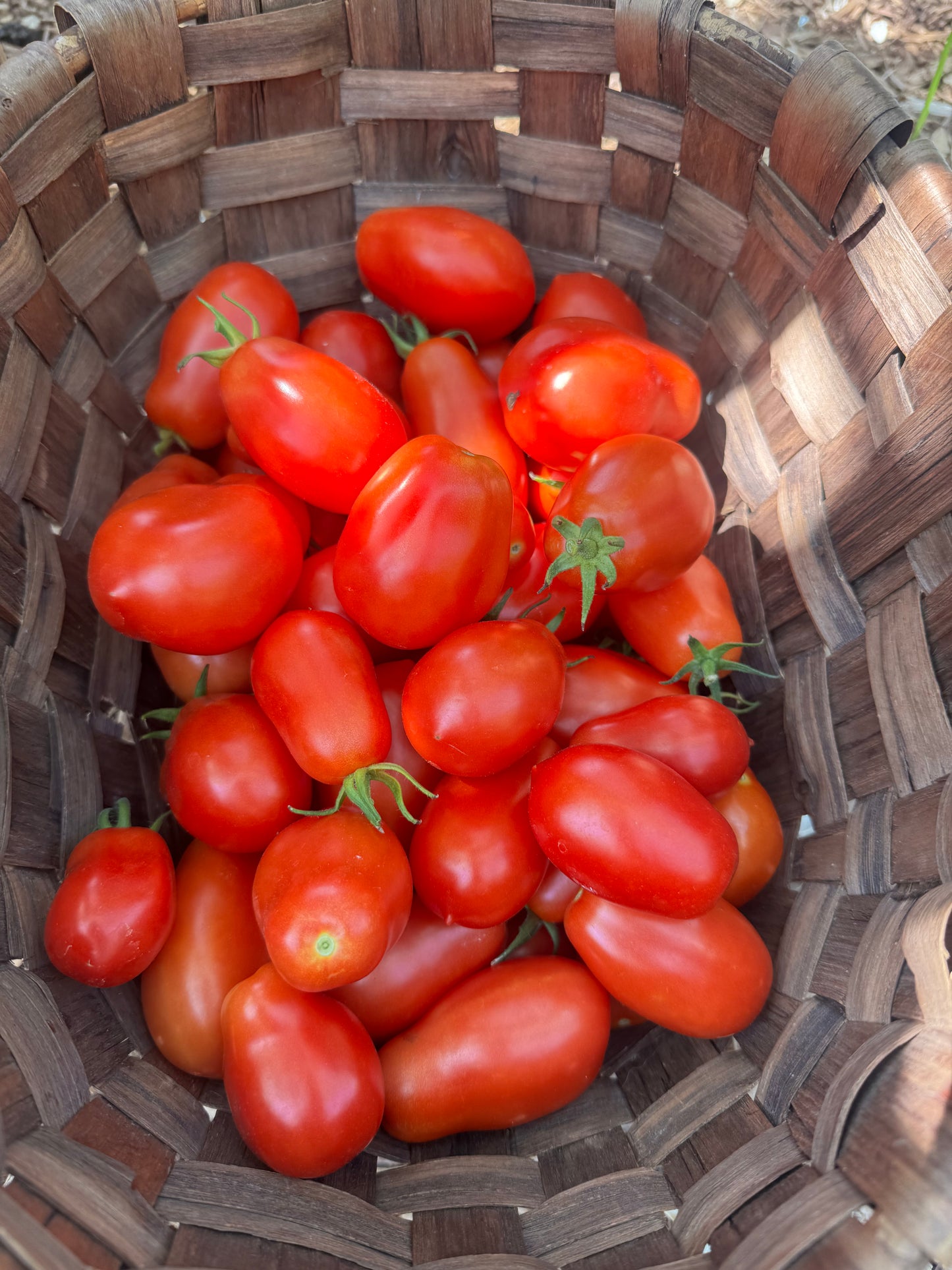 Roma Tomato Seedling
