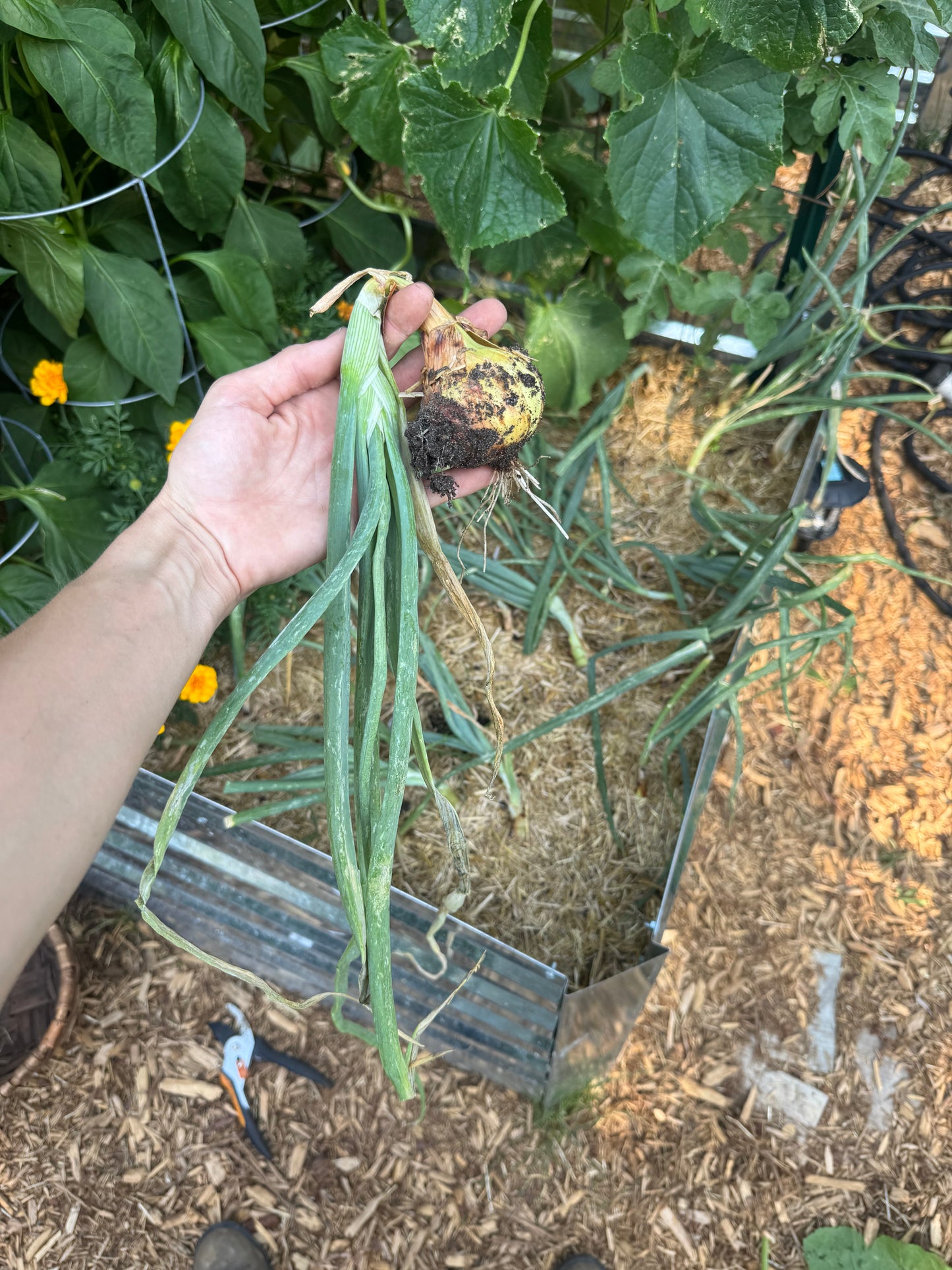 Stuttgarter Riesen Onion Seedling