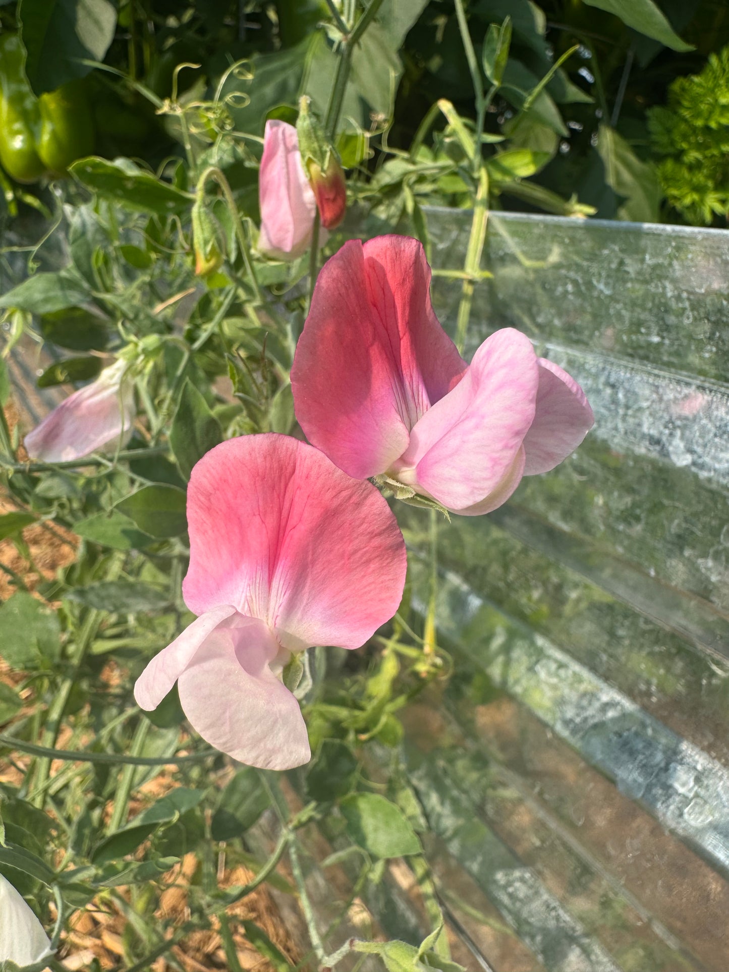 Painted Lady Sweet Pea Seedling