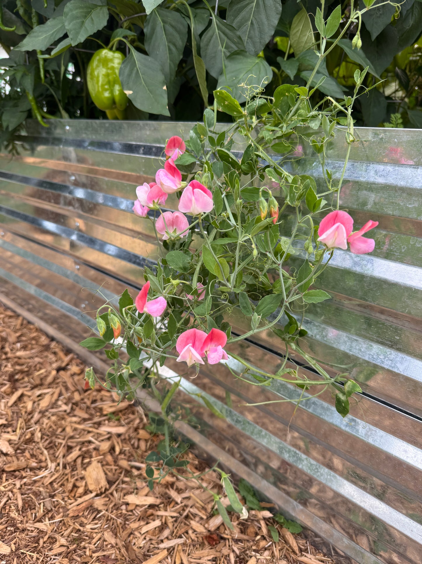 Painted Lady Sweet Pea Seedling