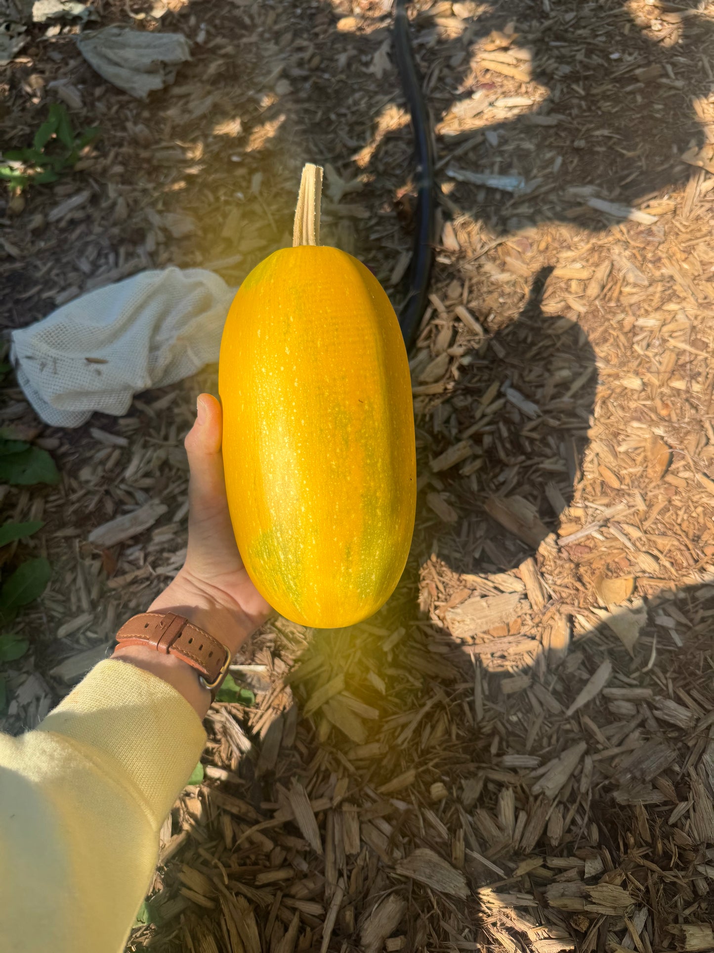 Spaghetti Squash Seedling