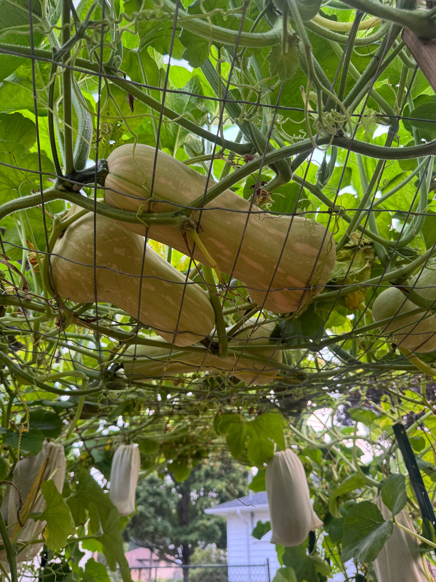 Waltham Butternut Squash Seedling