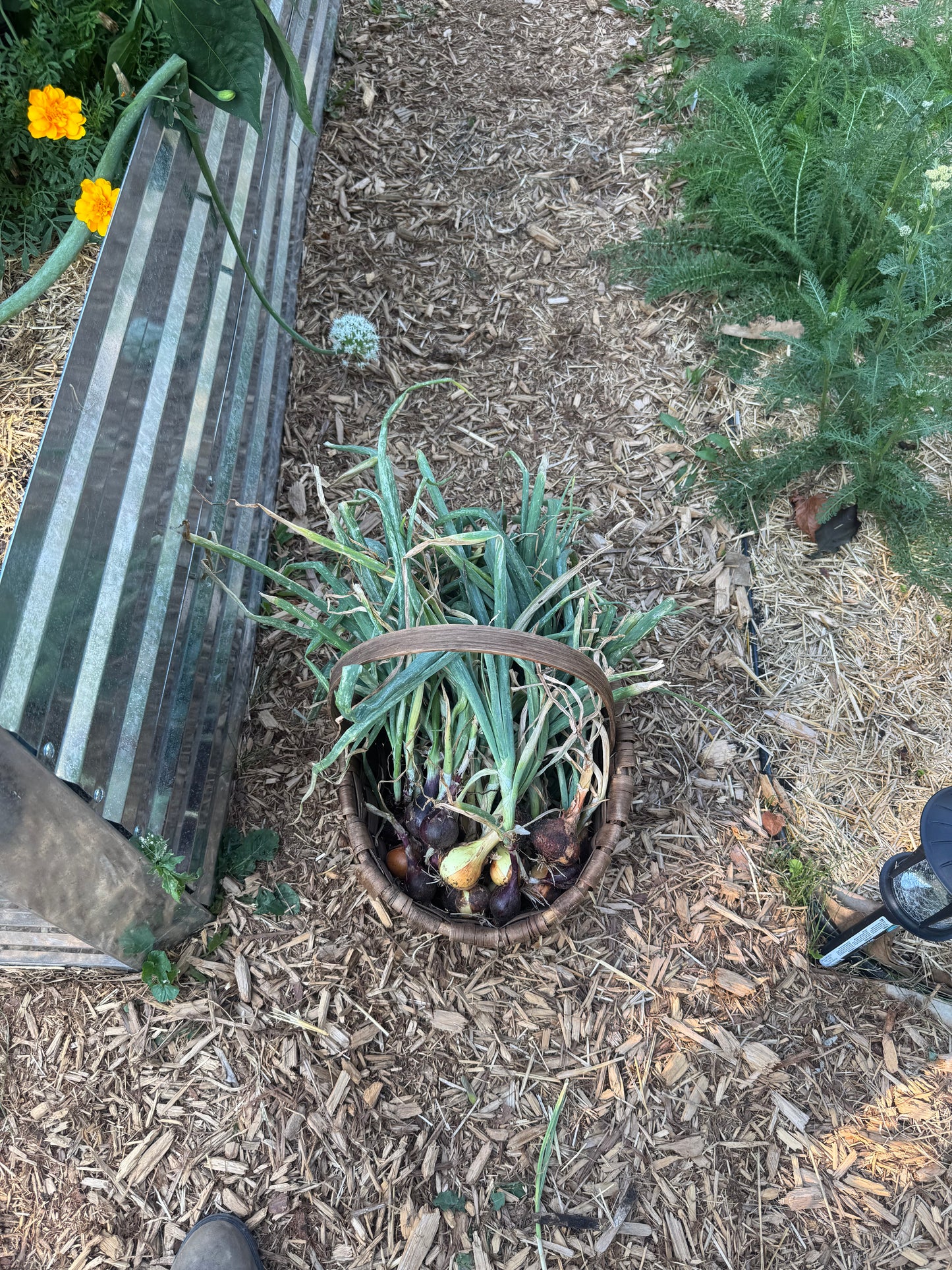 Stuttgarter Riesen Onion Seedling
