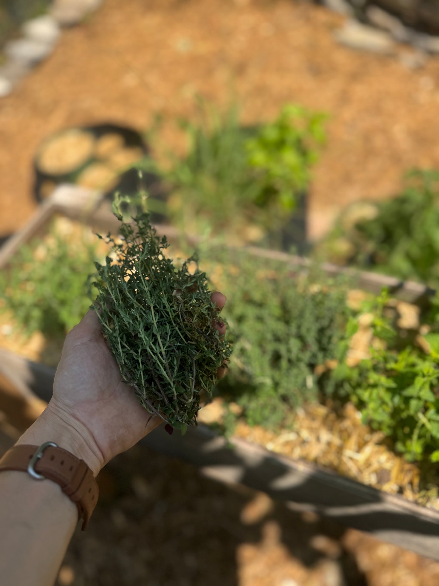 German Winter Thyme Seedling