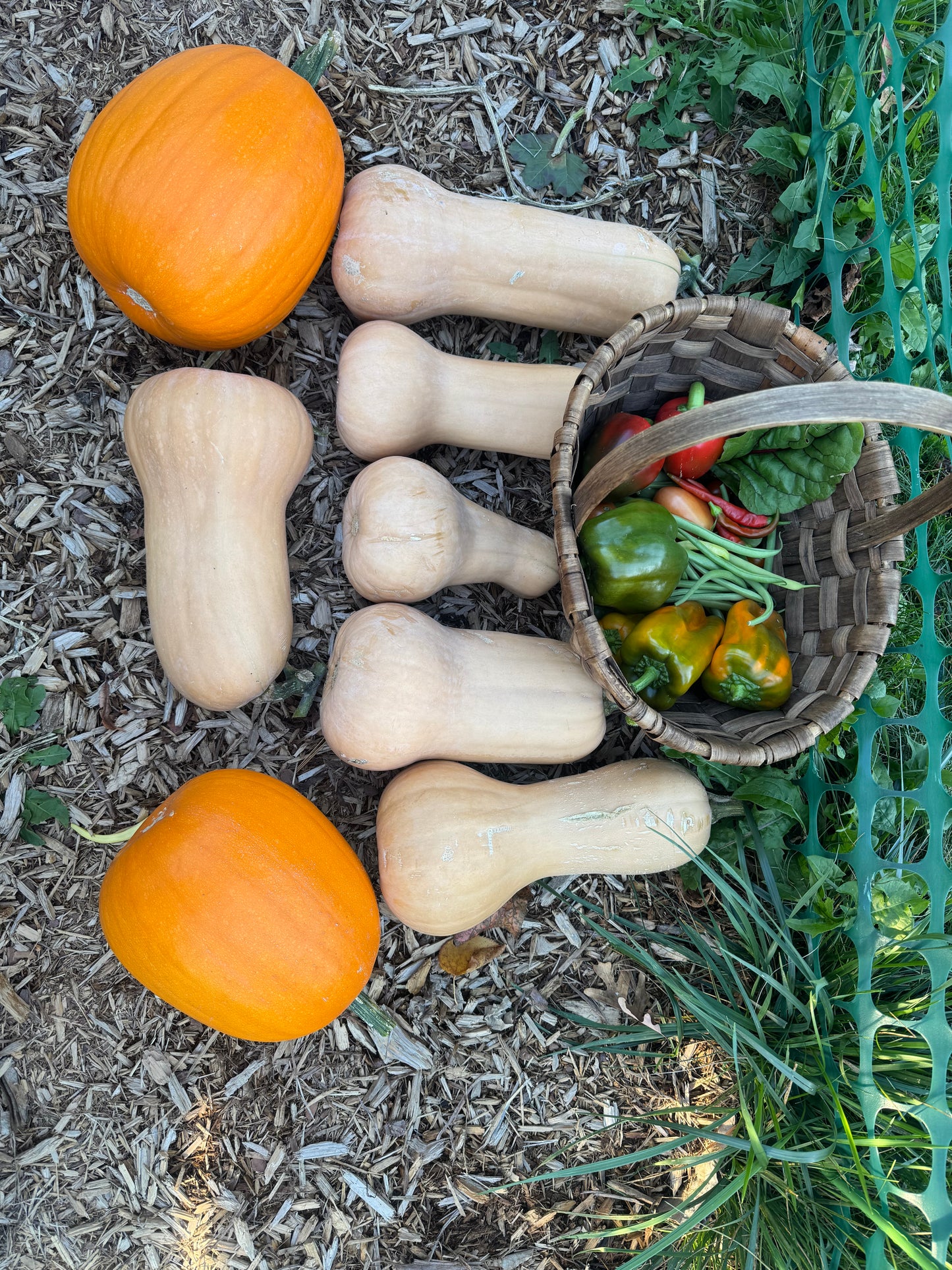 Waltham Butternut Squash Seedling