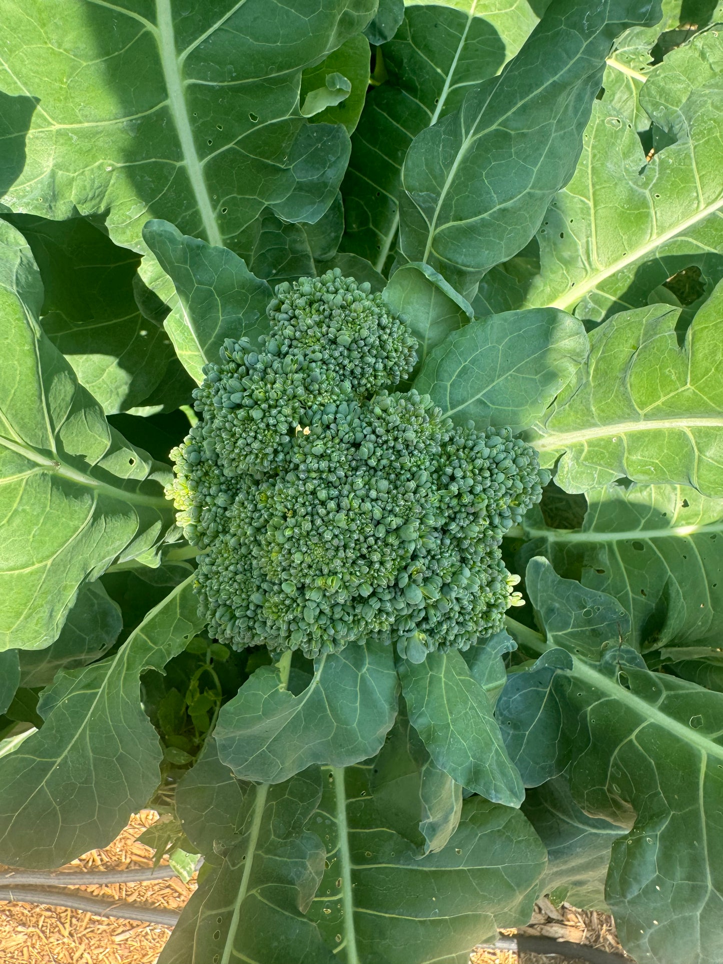 Waltham 29 Broccoli Seedling