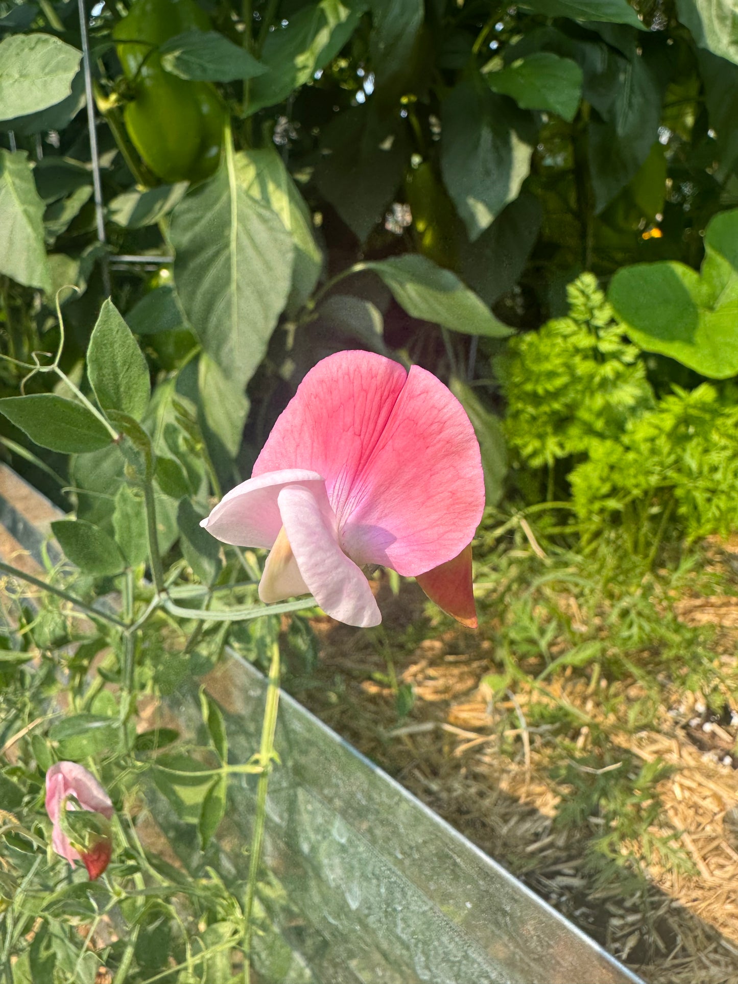 Painted Lady Sweet Pea Seedling