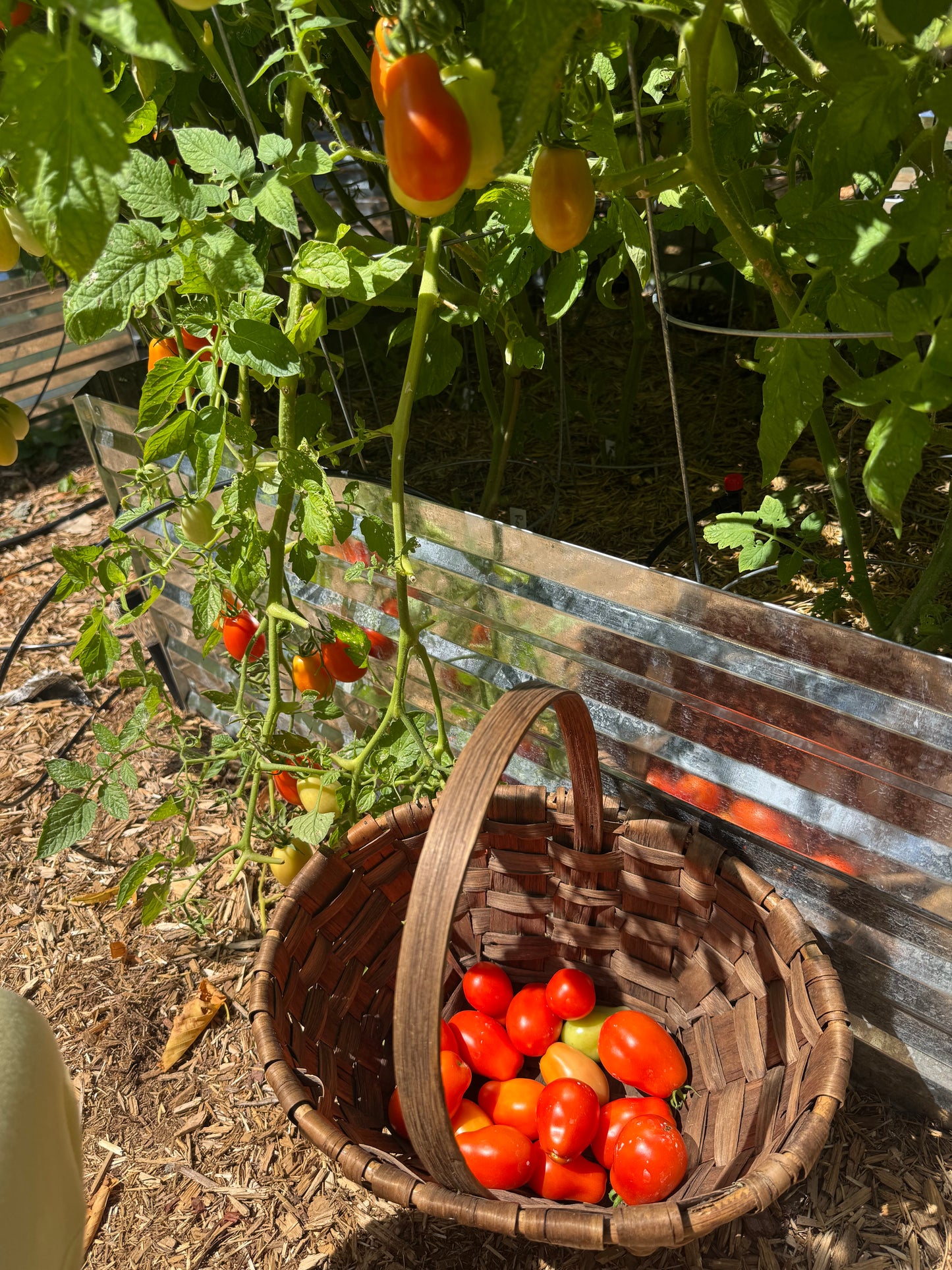 Roma Tomato Seedling