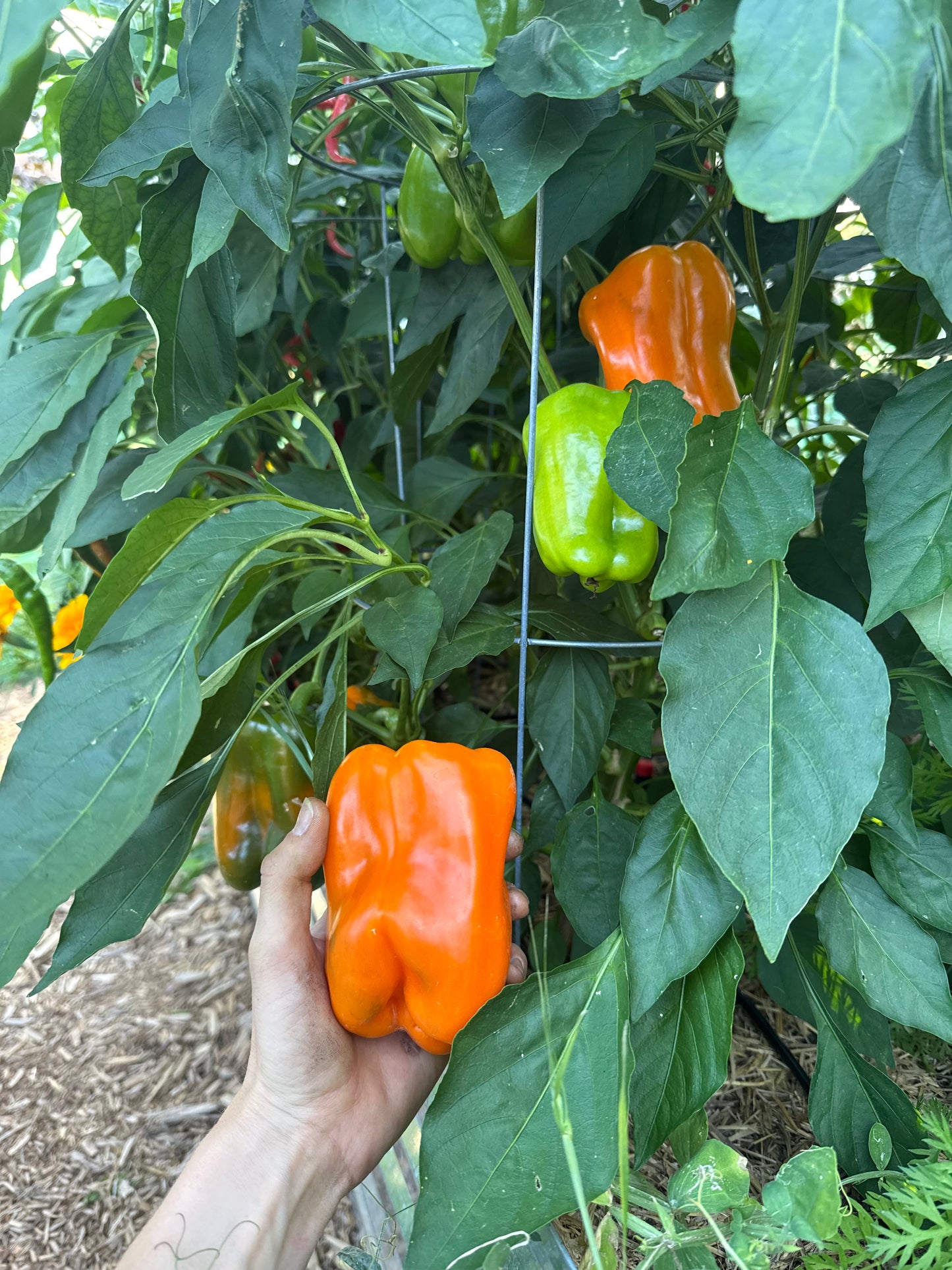 Orange Bell Pepper Seedling