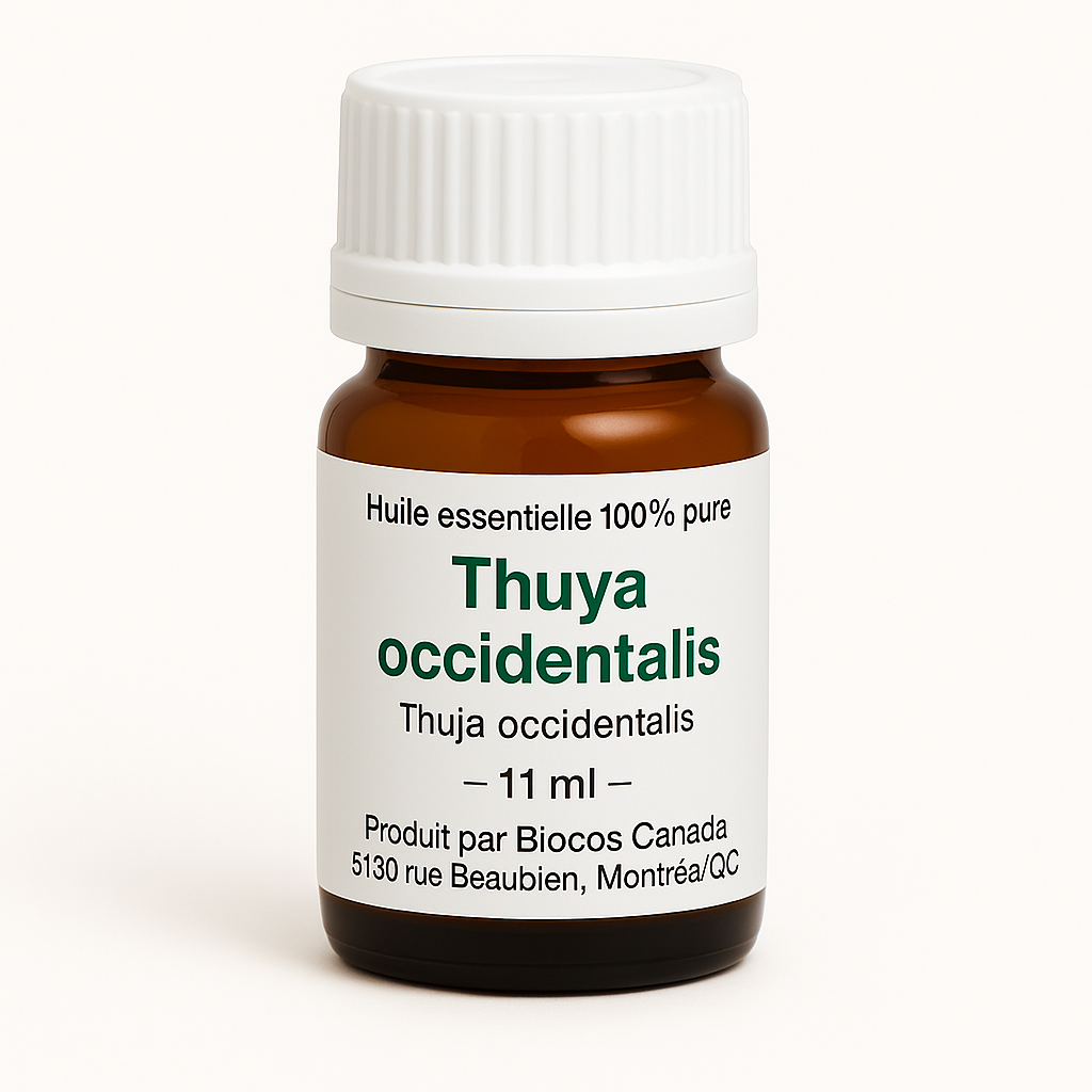 Thuja Essential Oil
