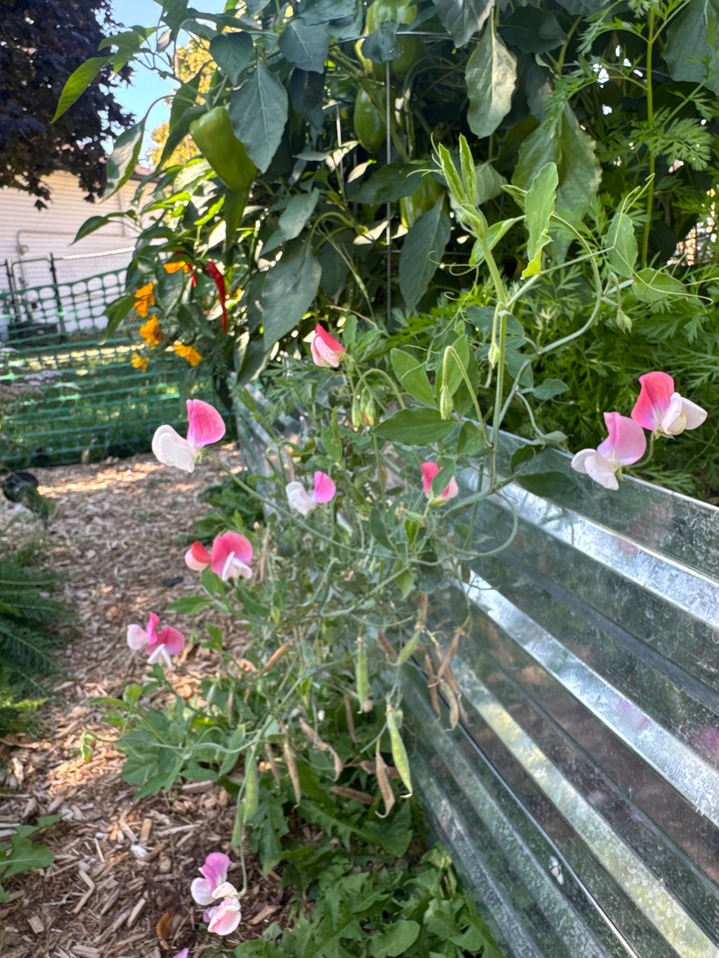 Painted Lady Sweet Pea Seedling
