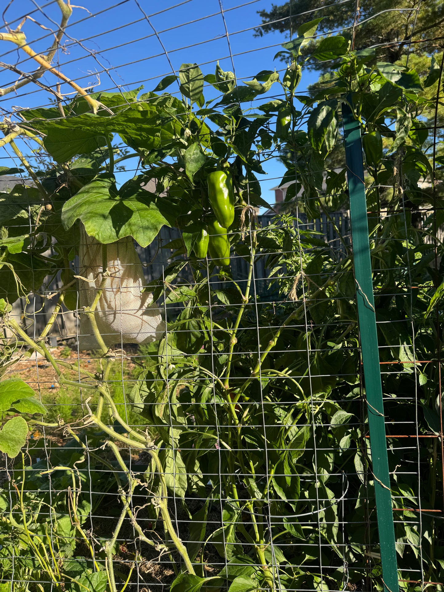 Orange Bell Pepper Seedling