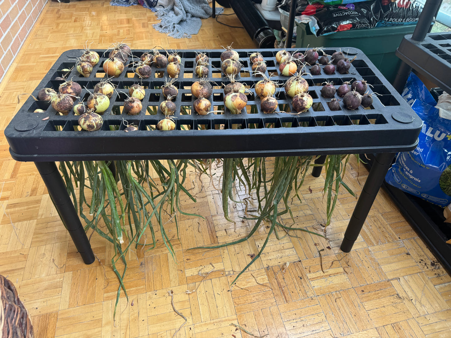 Stuttgarter Riesen Onion Seedling