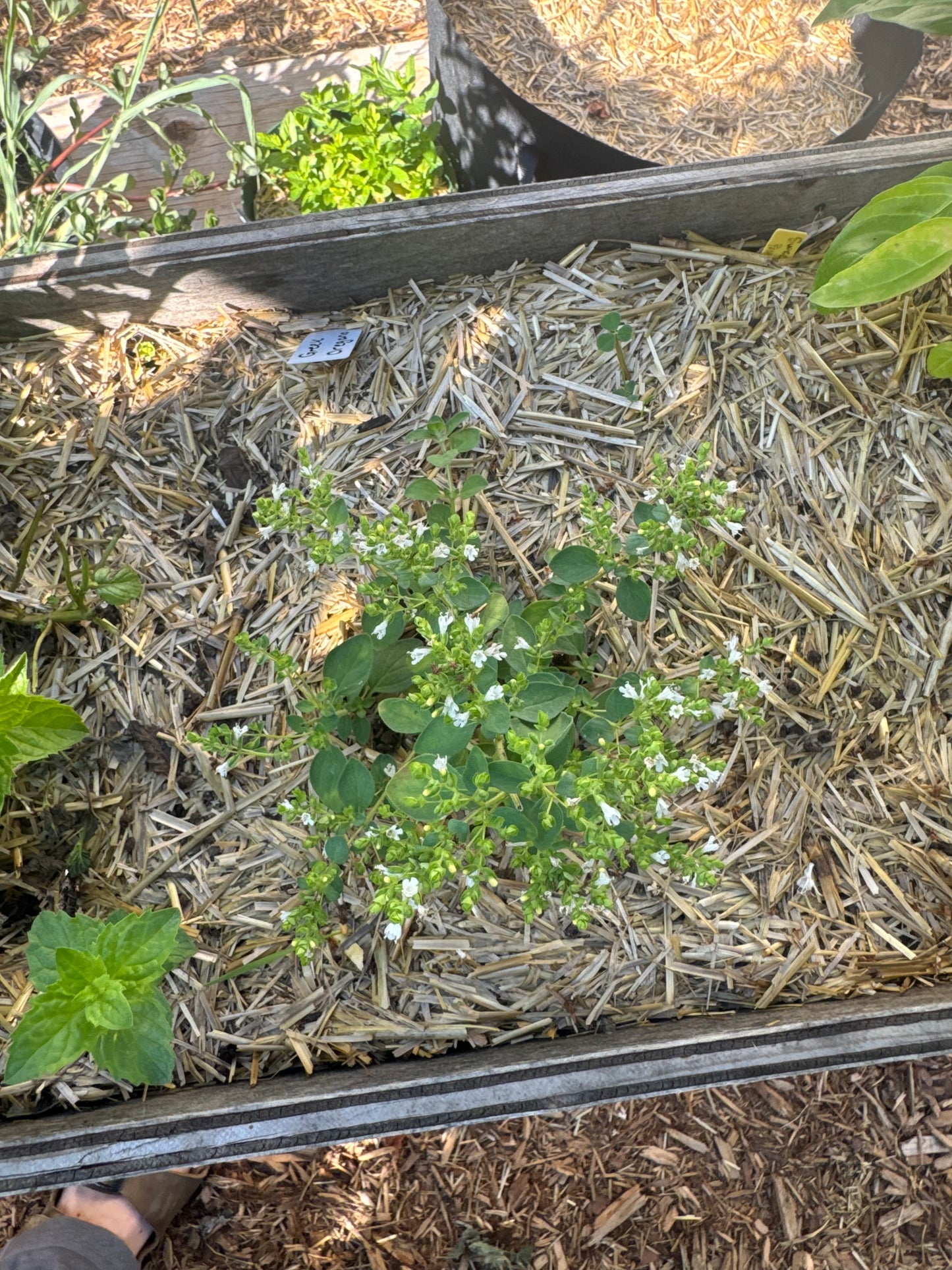 Oregano Seedling