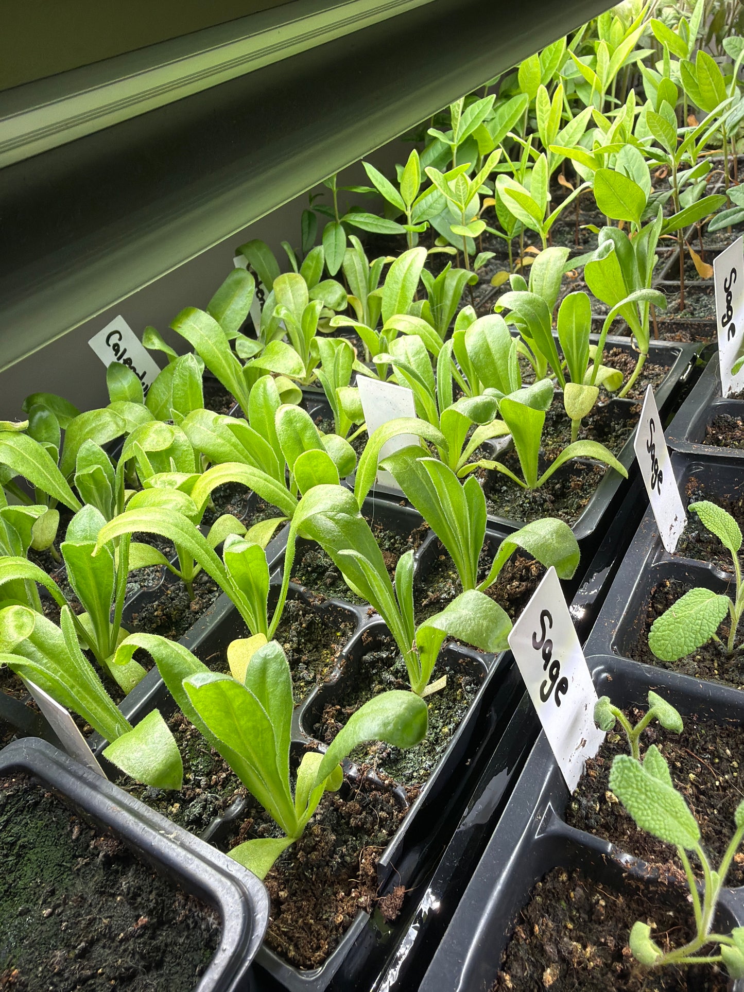 Calendula Seedlings