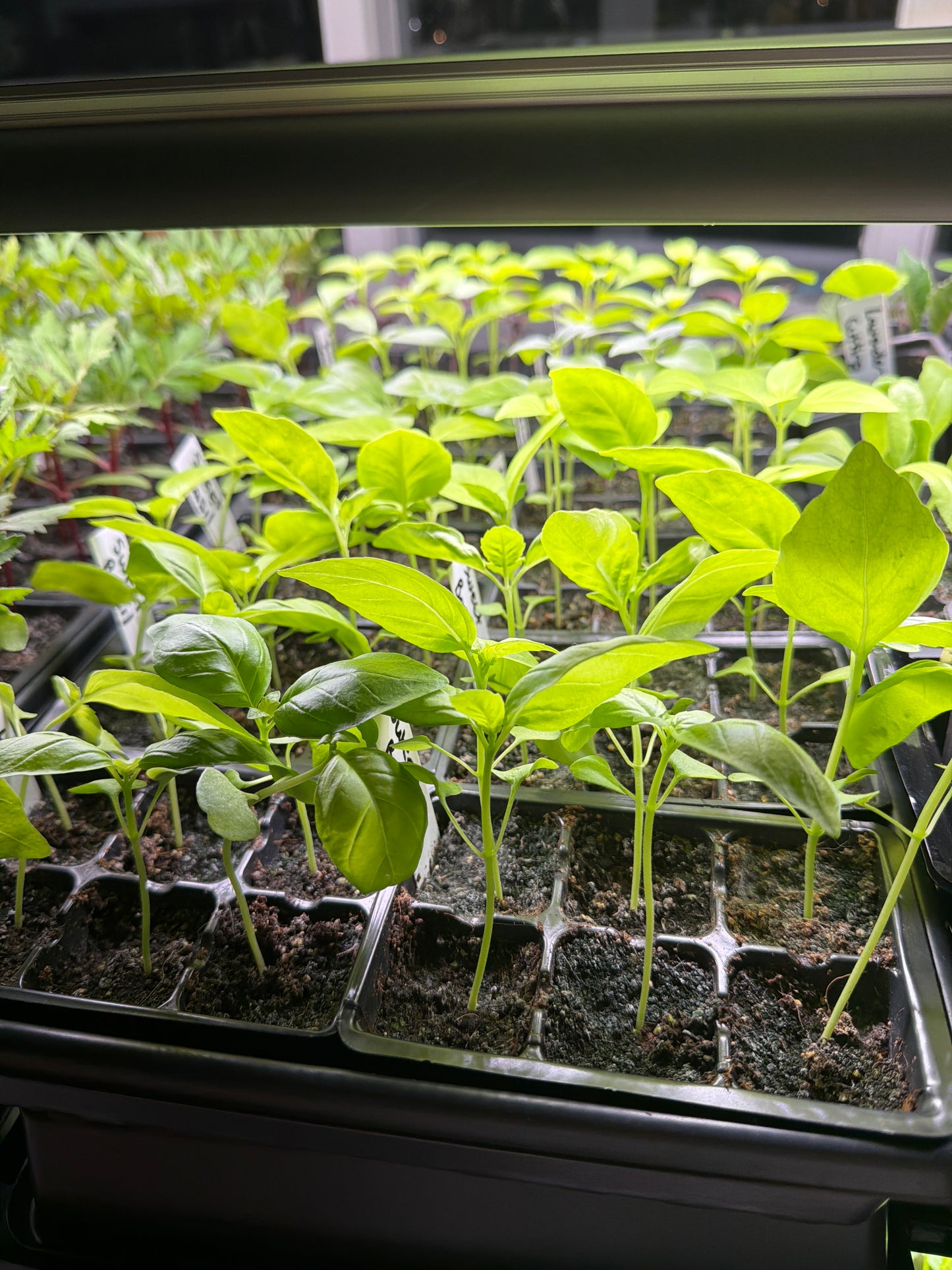 Sweet Basil Seedling