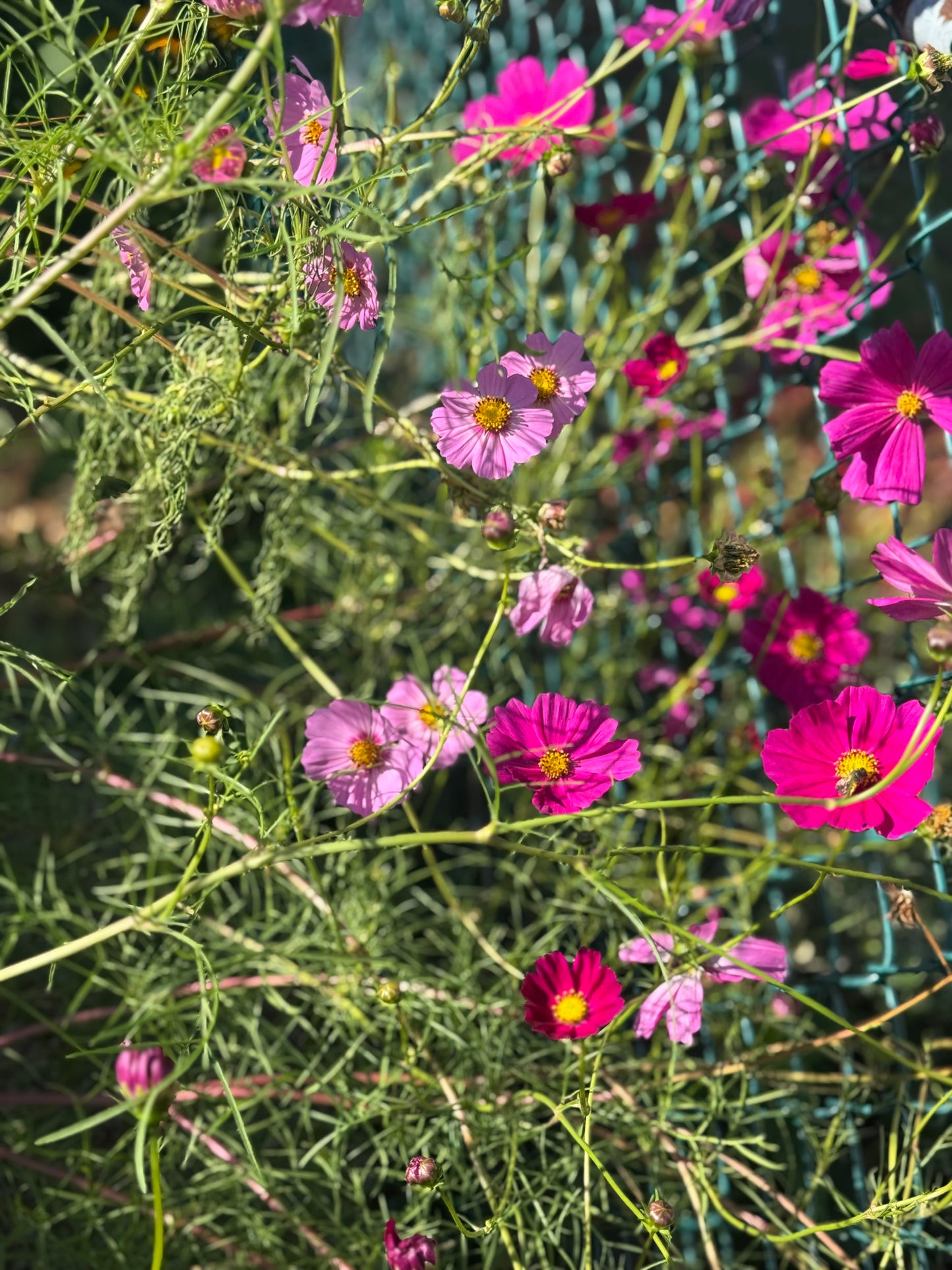 Versailles Mix Cosmos Seedling