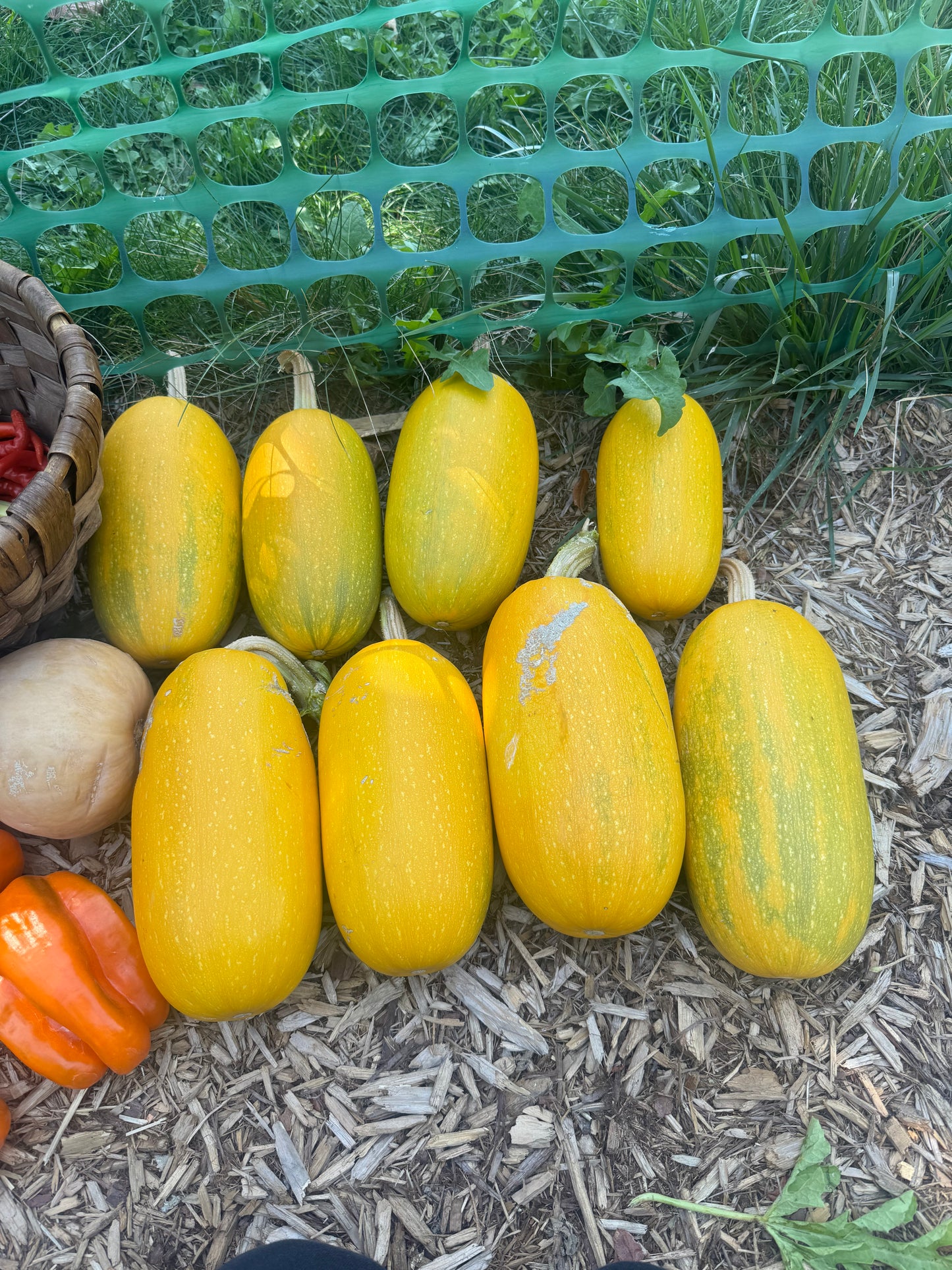 Spaghetti Squash Seedling