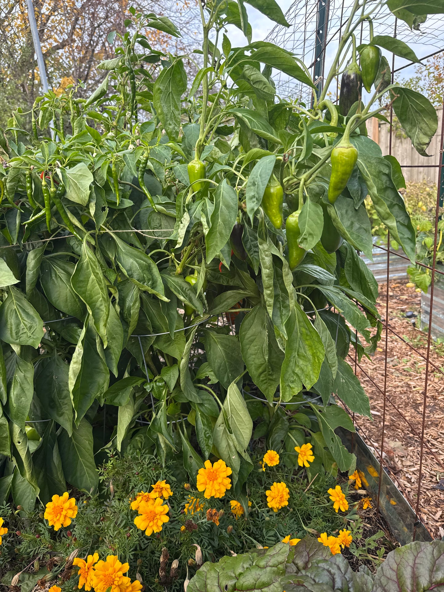 Pimento Pepper Seedling
