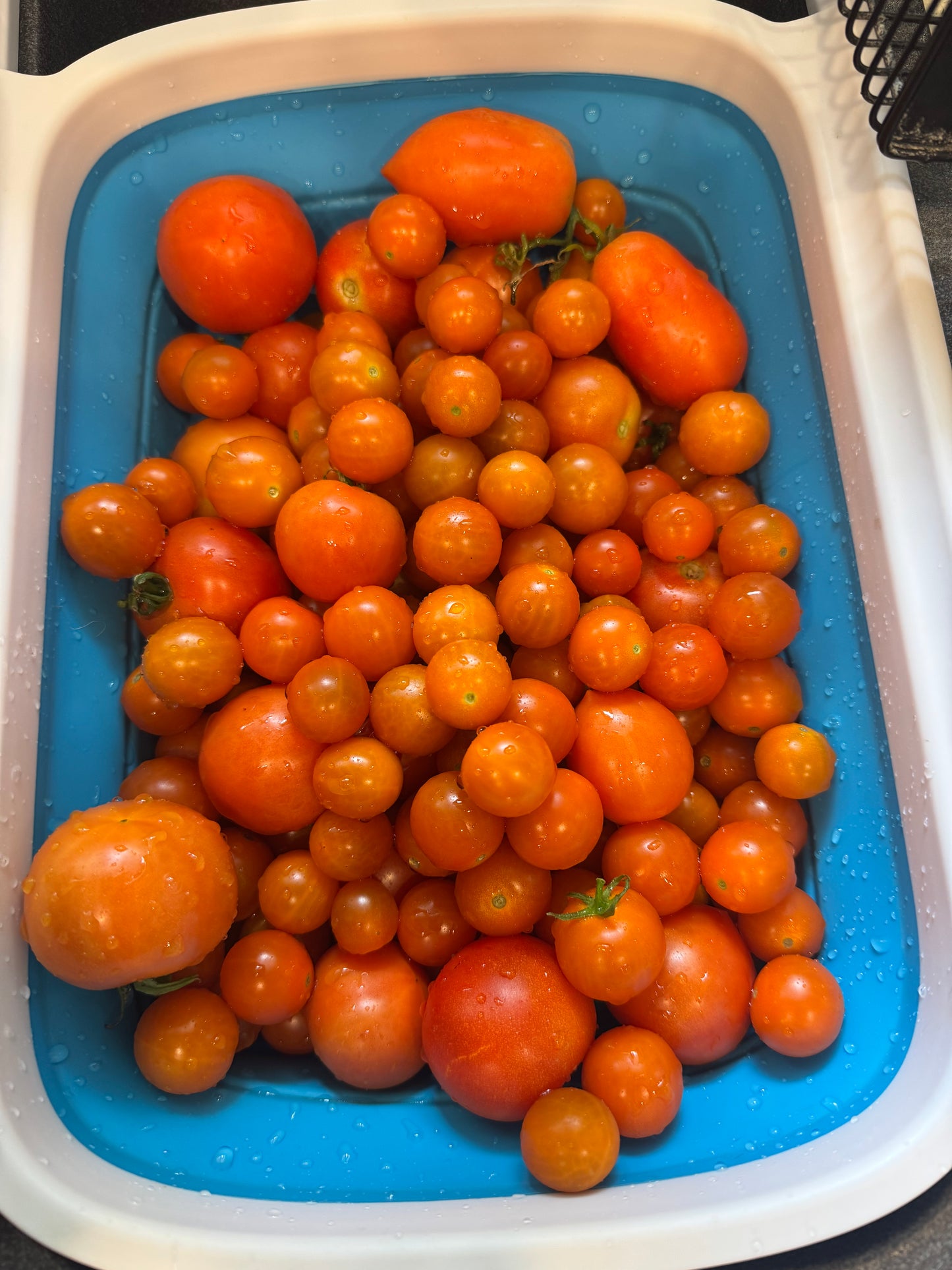 Golden Cherry Tomato Seedling