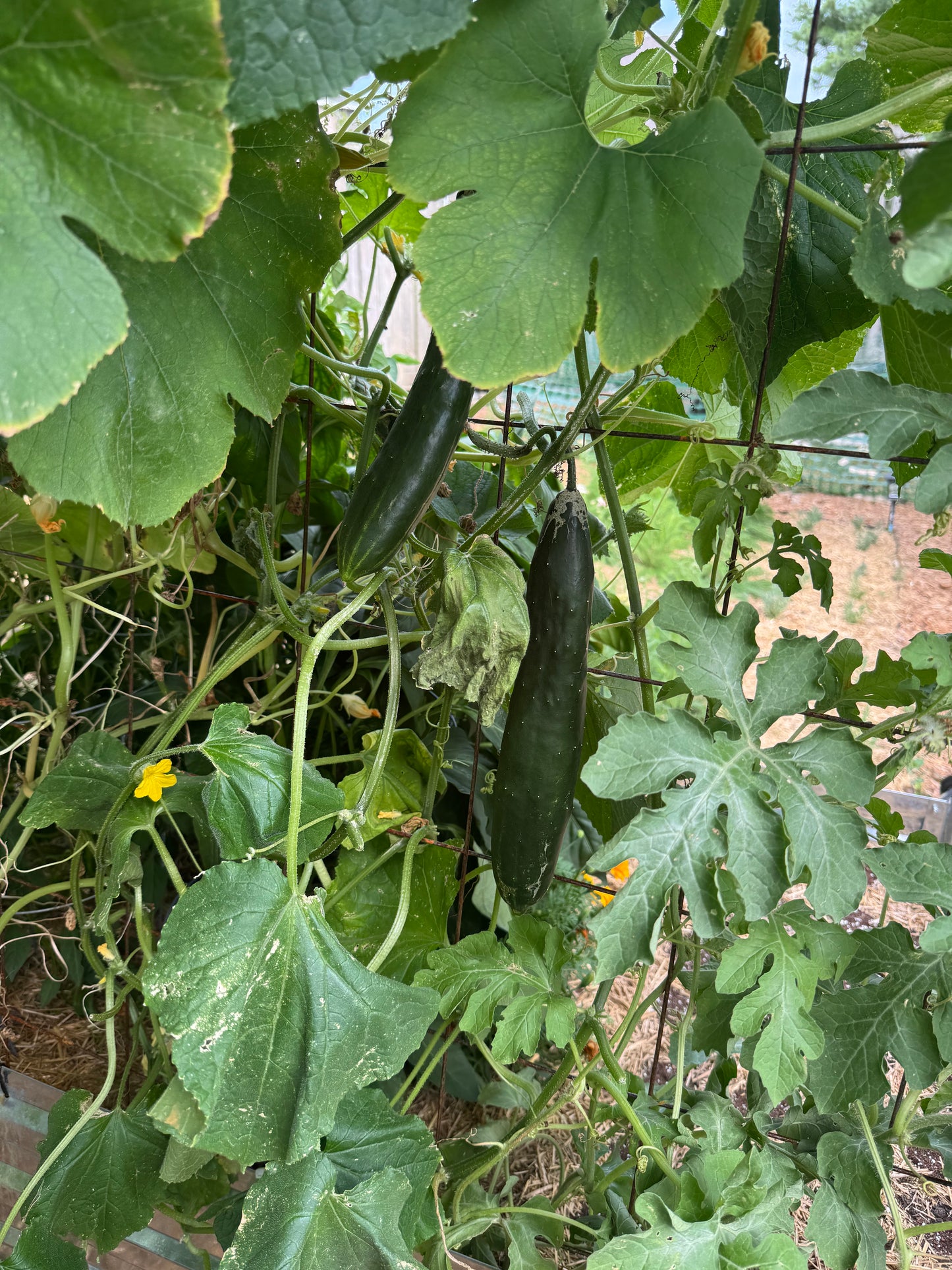 Shintowika Cucumber Seedling