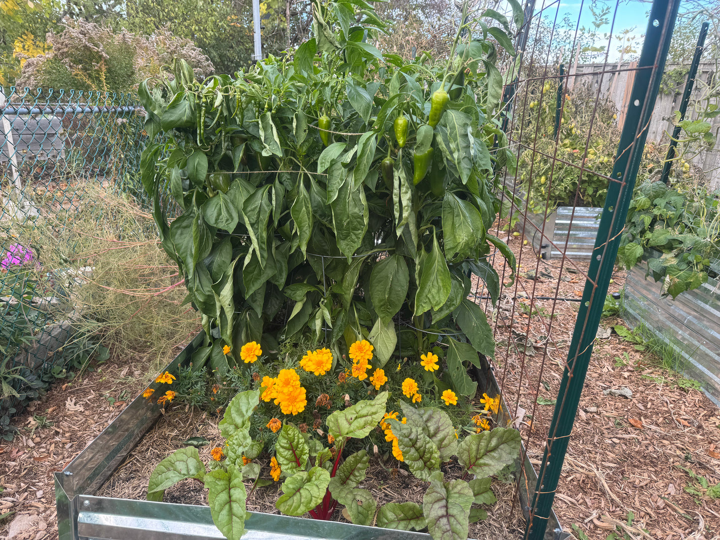 Pimento Pepper Seedling
