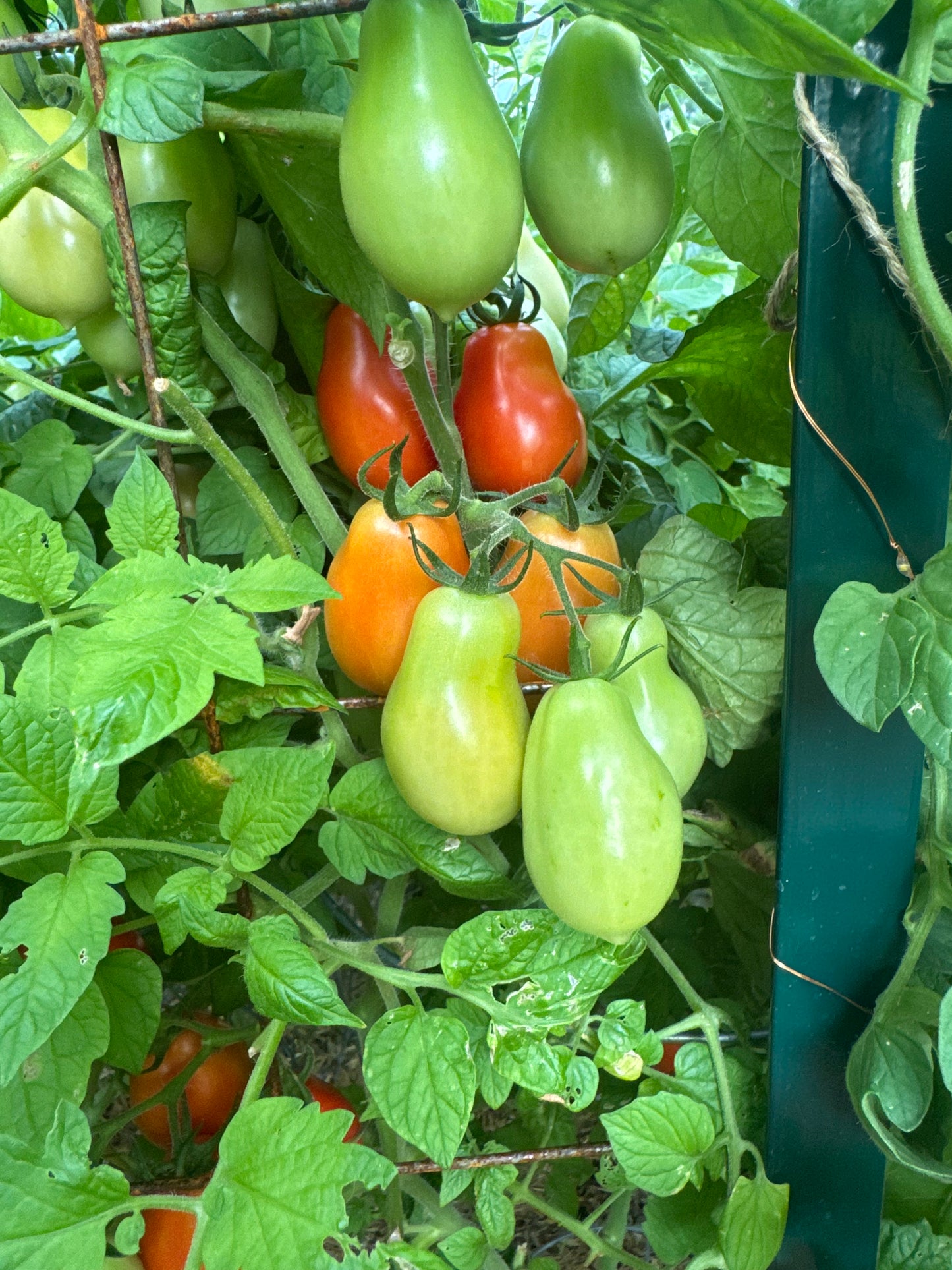 Roma Tomato Seedling
