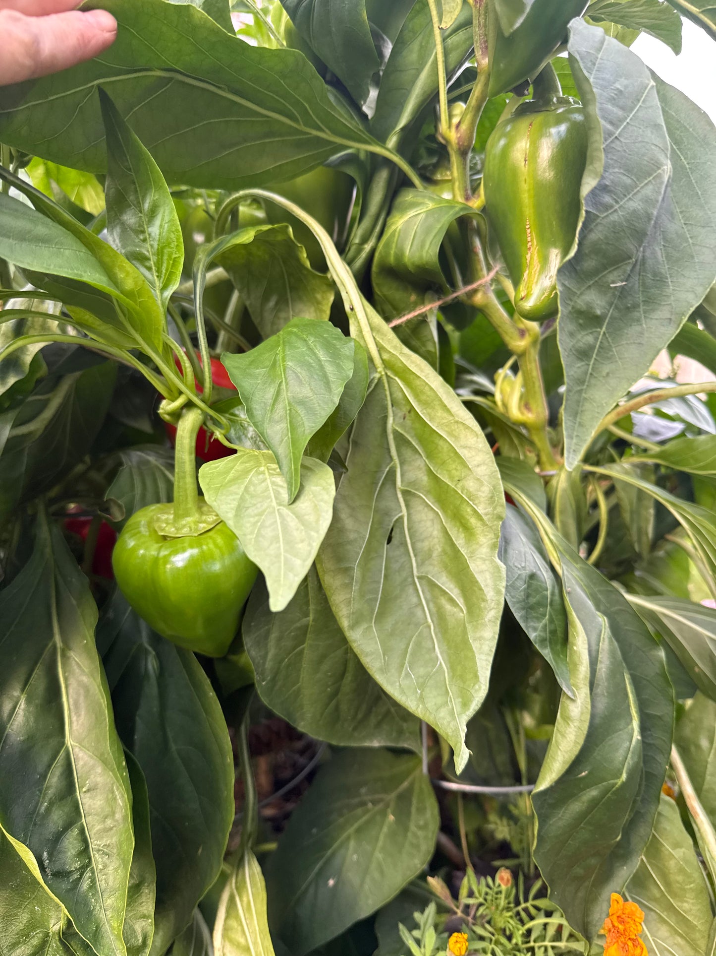 Pimento Pepper Seedling