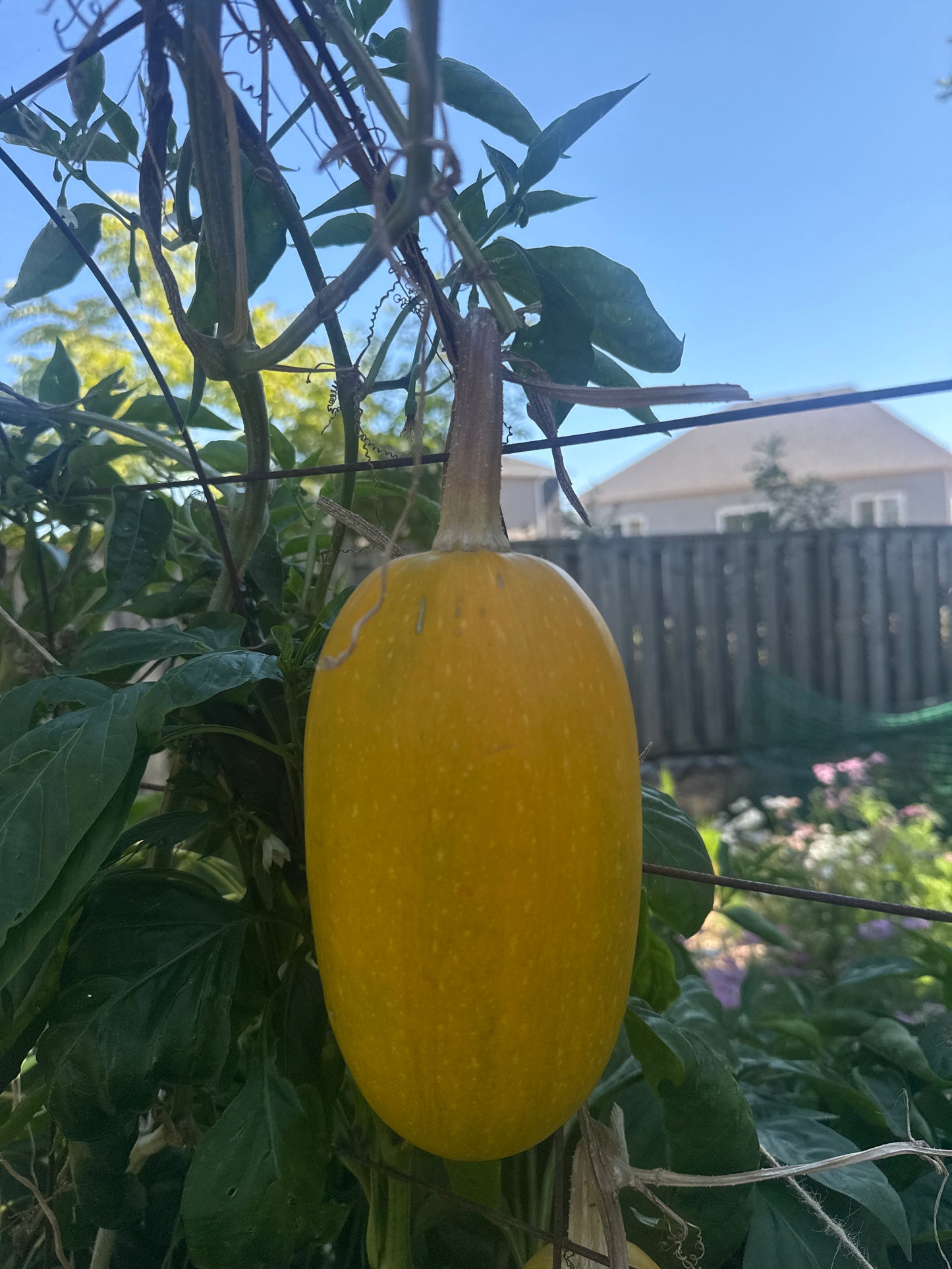 Spaghetti Squash Seedling