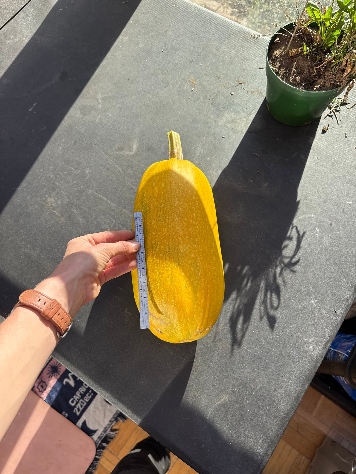 Spaghetti Squash Seedling
