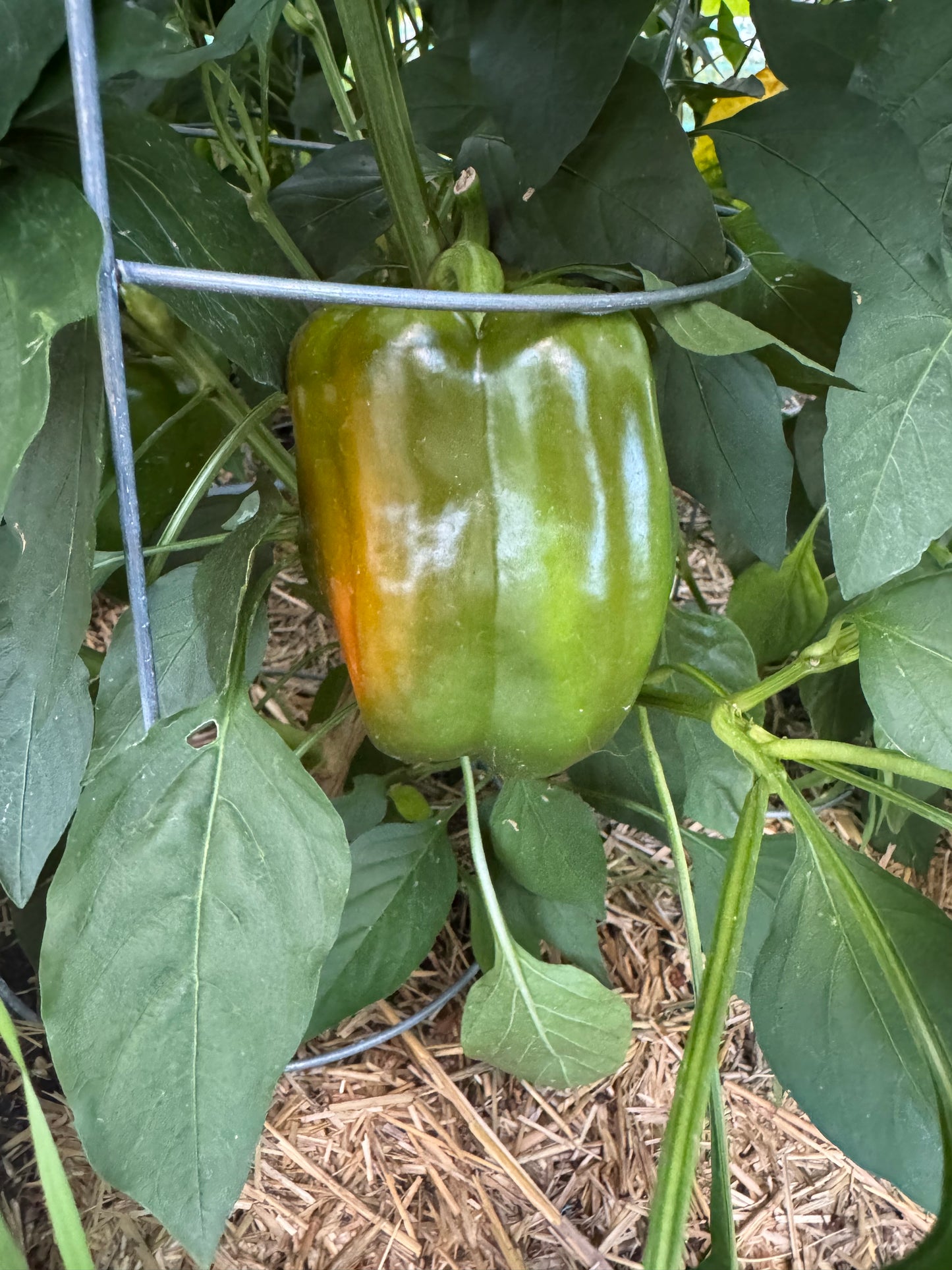 Orange Bell Pepper Seedling