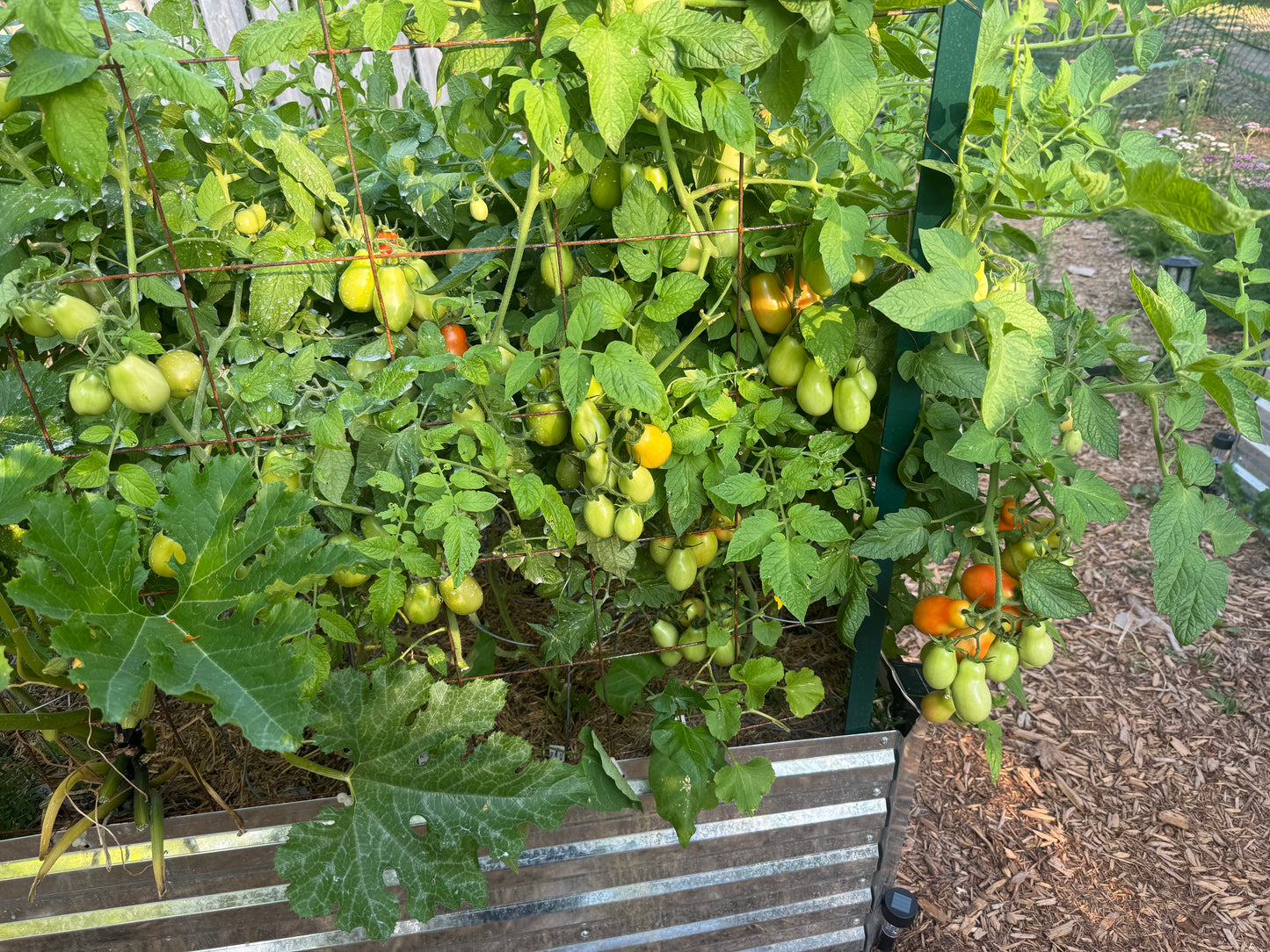 Roma Tomato Seedling