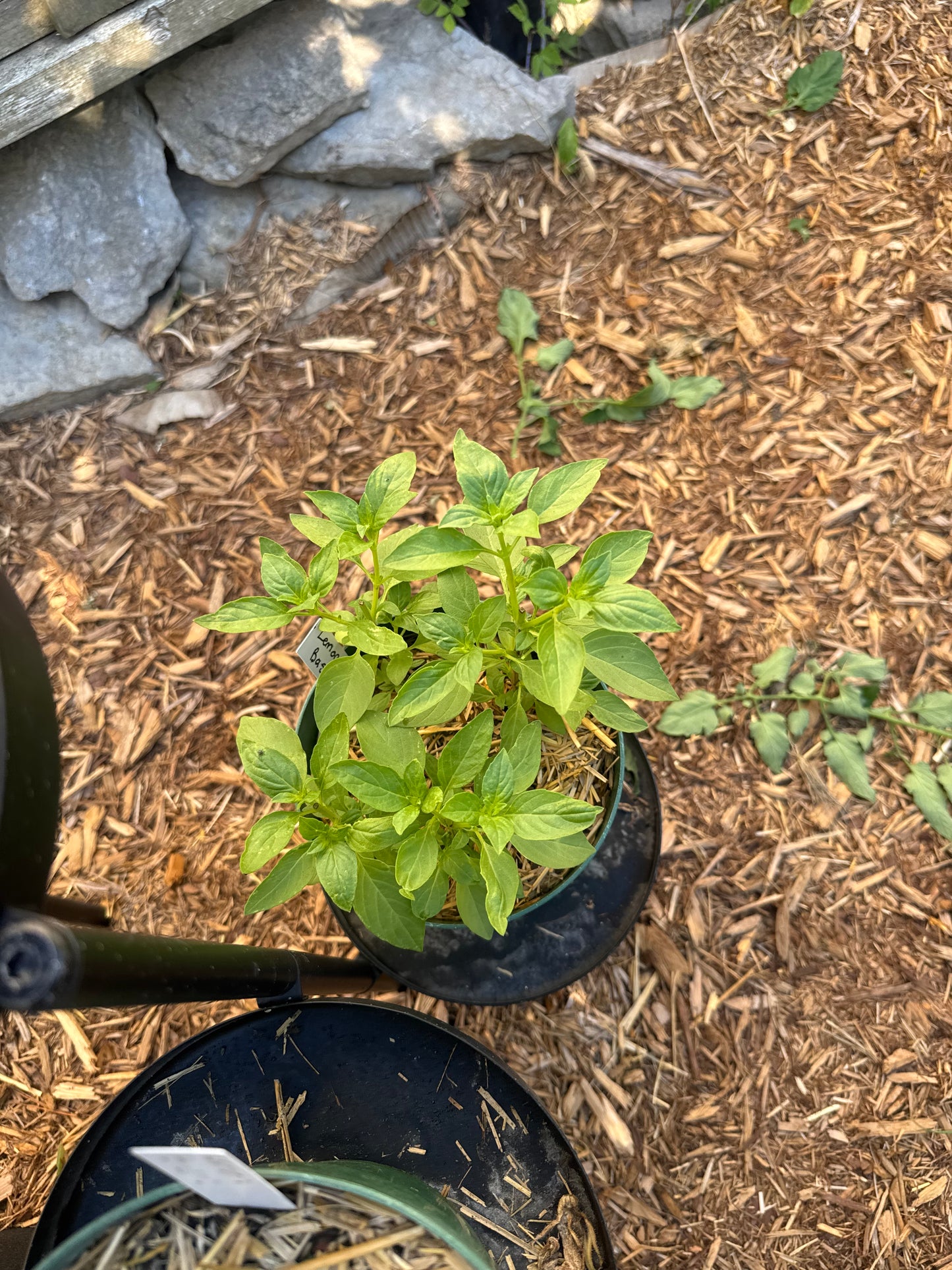 Genovese Basil Seedling