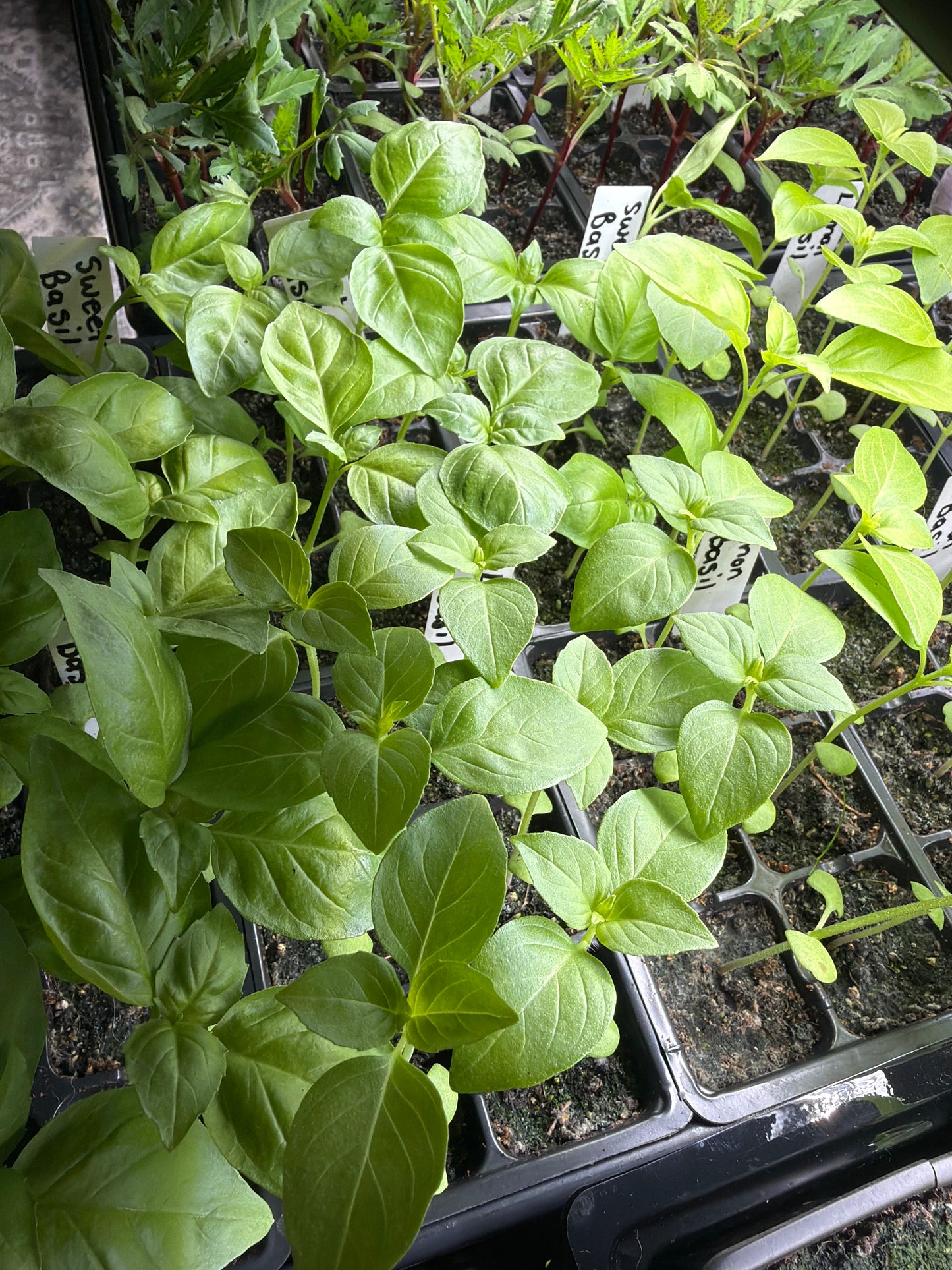 Lemon Basil Seedling