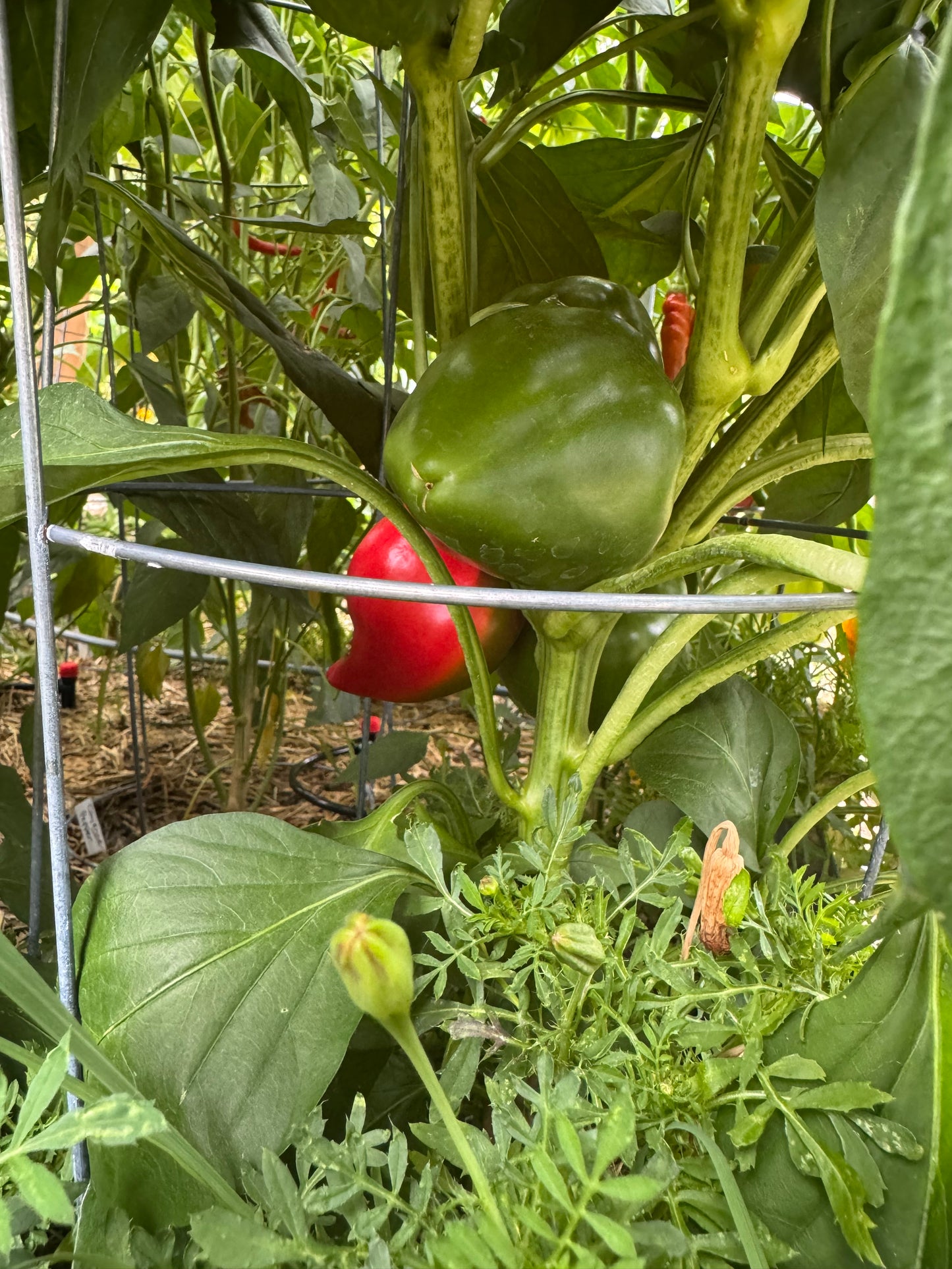 Pimento Pepper Seedling