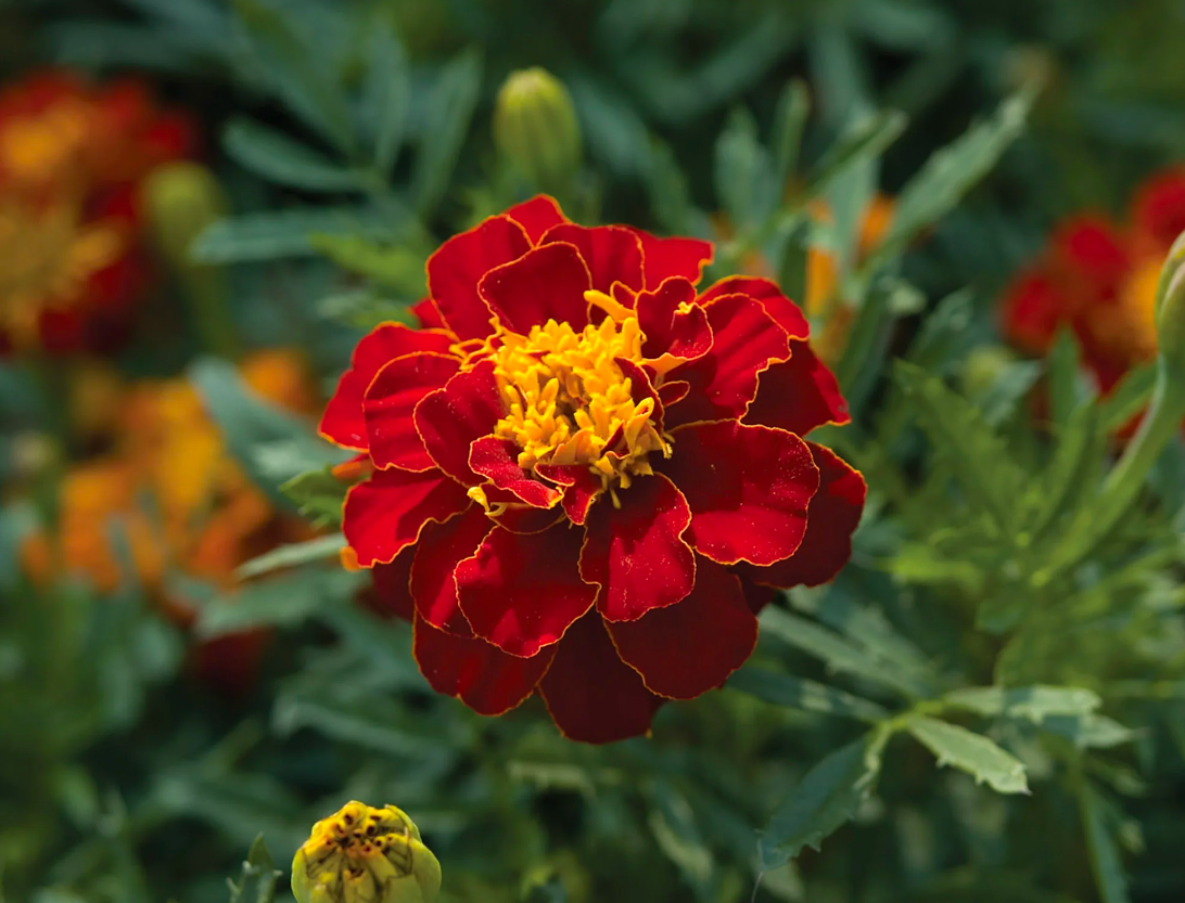 Safari Red Marigold Seedling