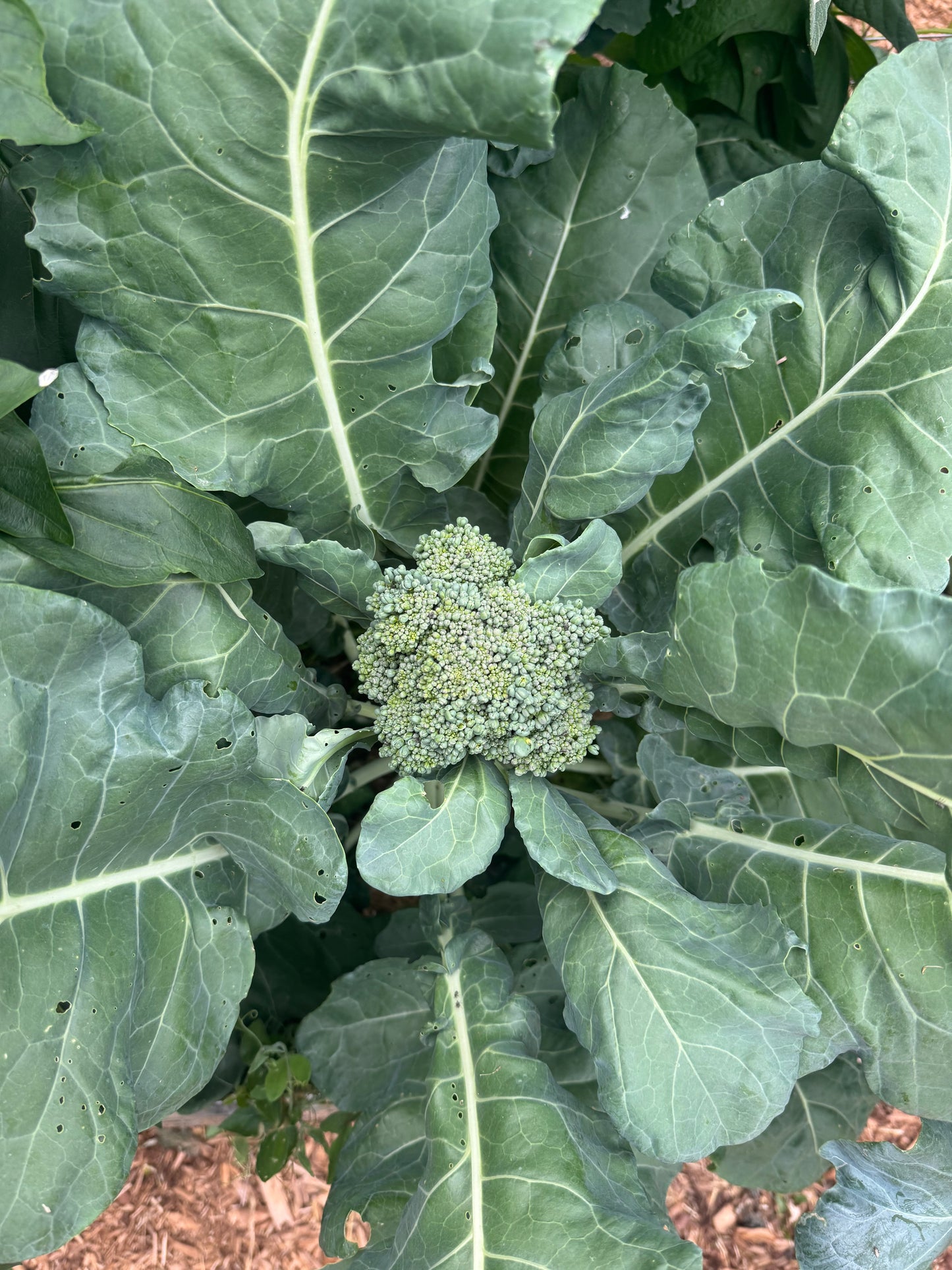 Waltham 29 Broccoli Seedling