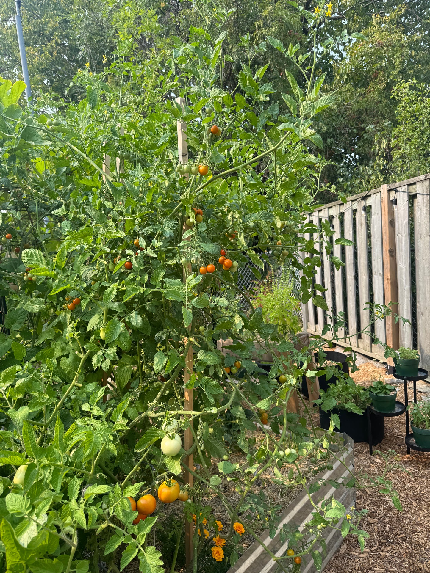 Golden Cherry Tomato Seedling