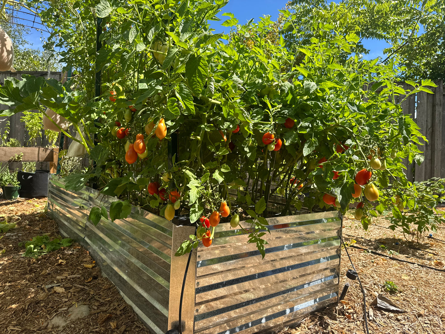 Roma Tomato Seedling